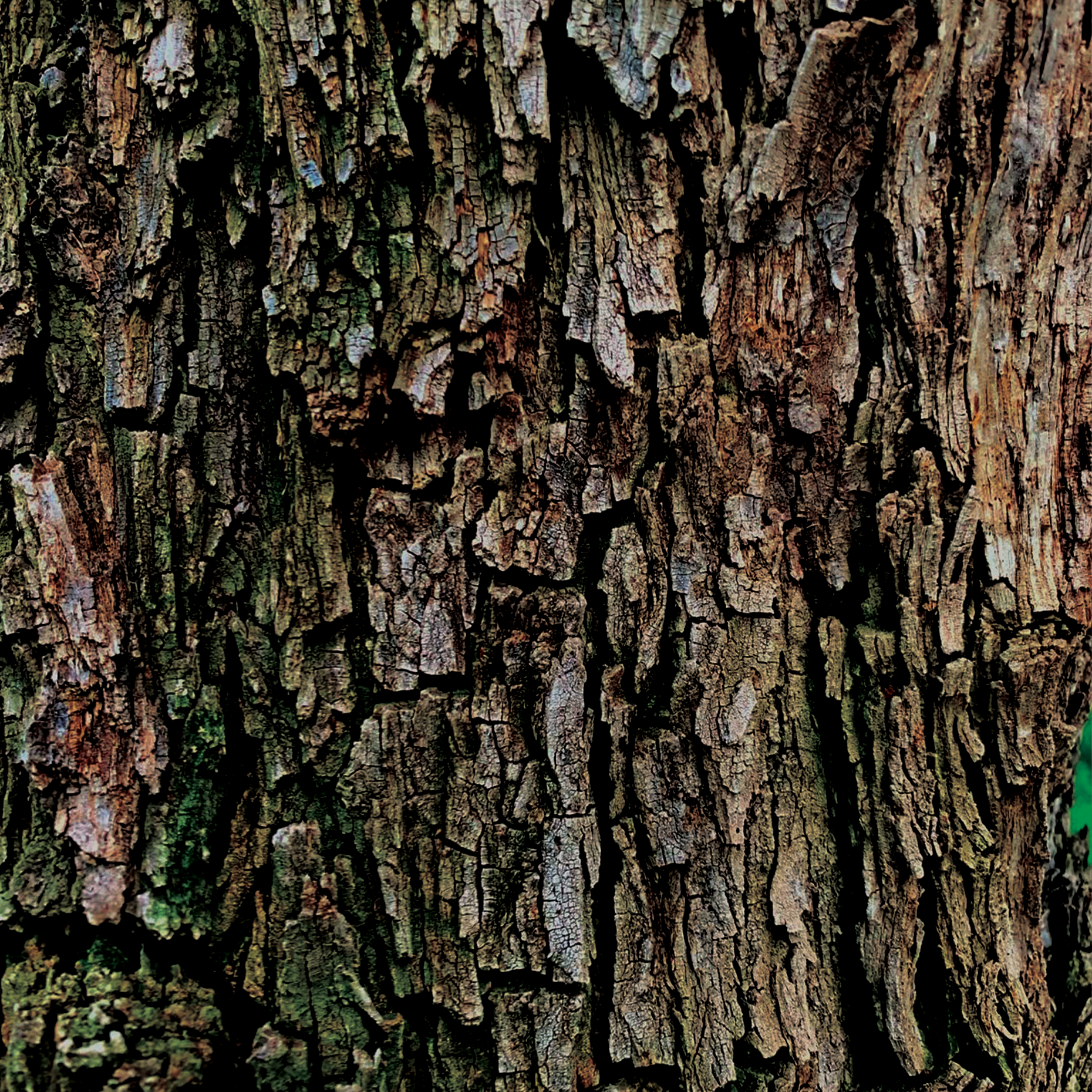 Tree Bark.png