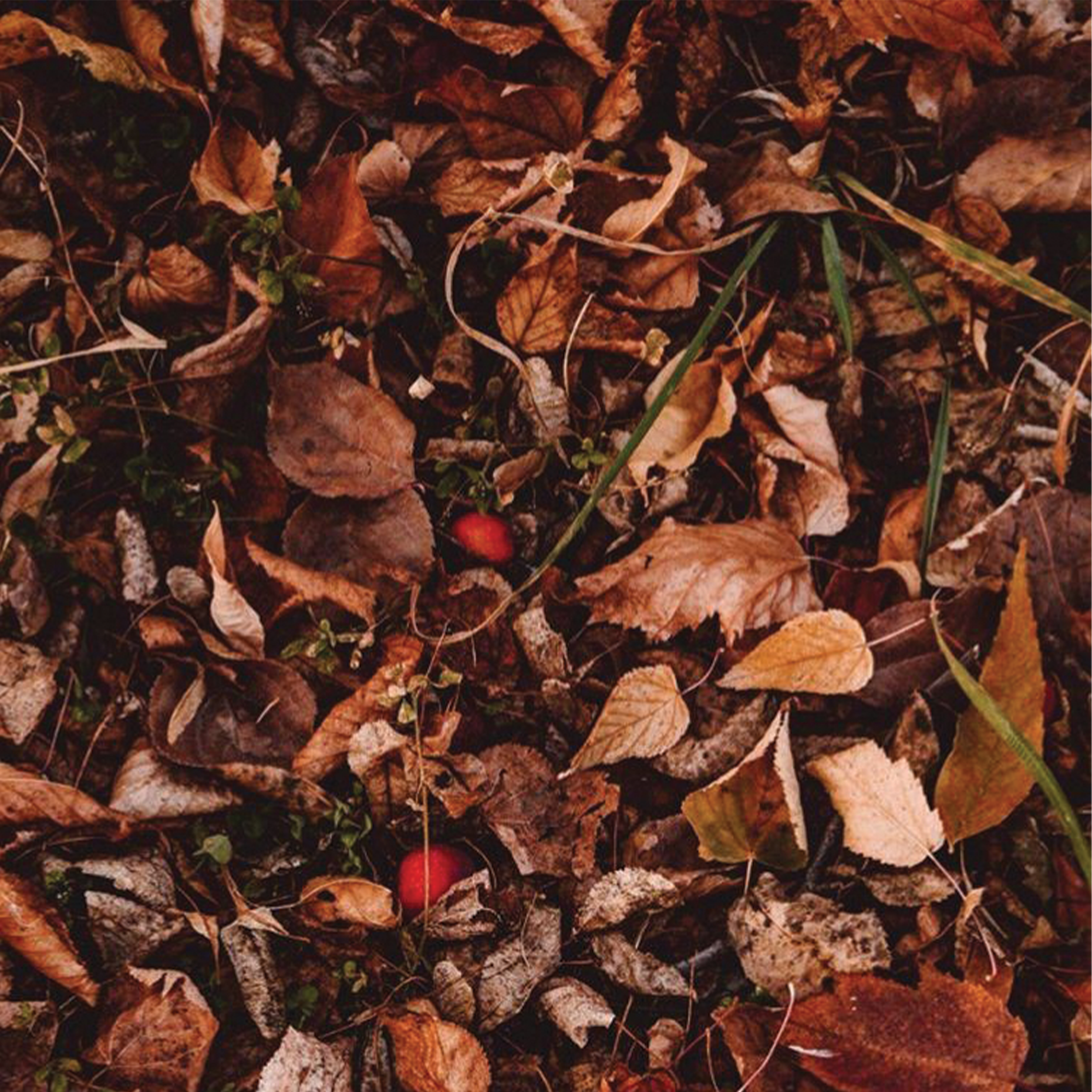 Fall Floor.png