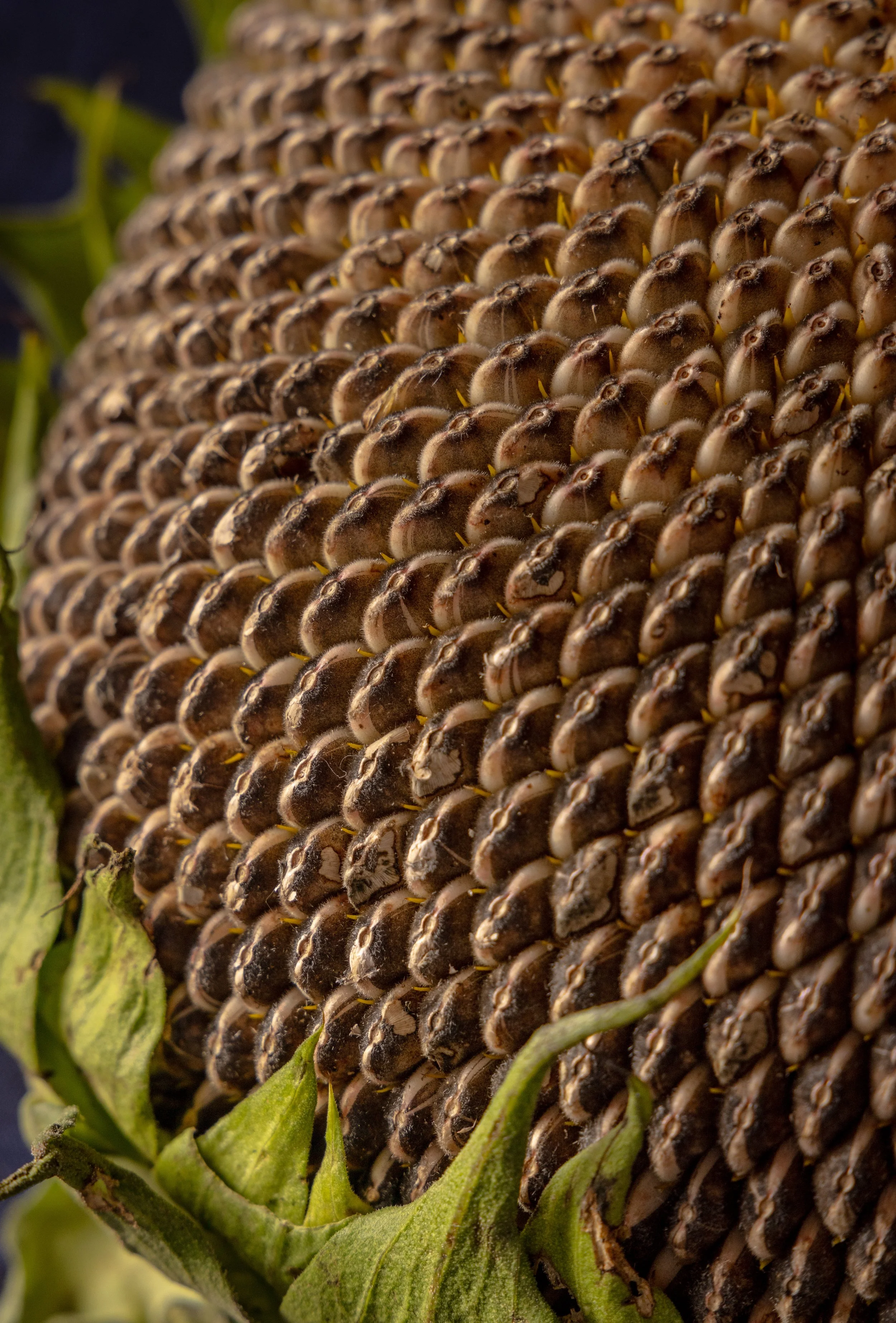 20250823 AARON-2285.jpg