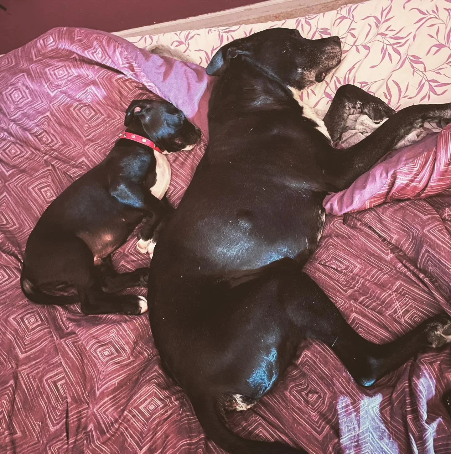 I can&rsquo;t even with these two and how adorable. Seger, my 14 yo deaf old man, ADORES his new baby brother and the feeling is mutual. 🥰🐶#puppy #puppylove #brothers #olddogsofinstagram #olddogandpuppy #cuddles #dogsofinstagram #pitbullsofinstagra