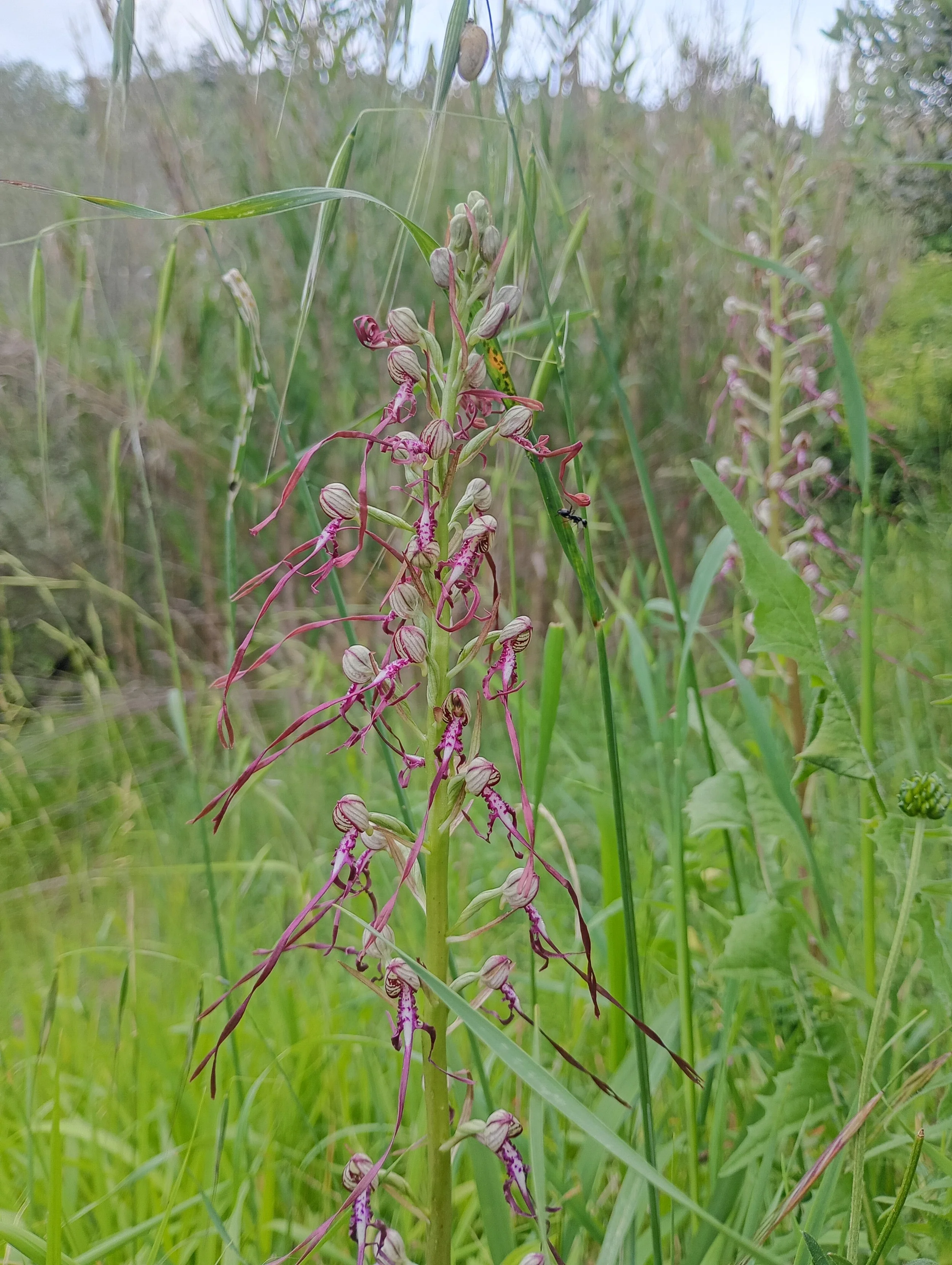 wild orchids