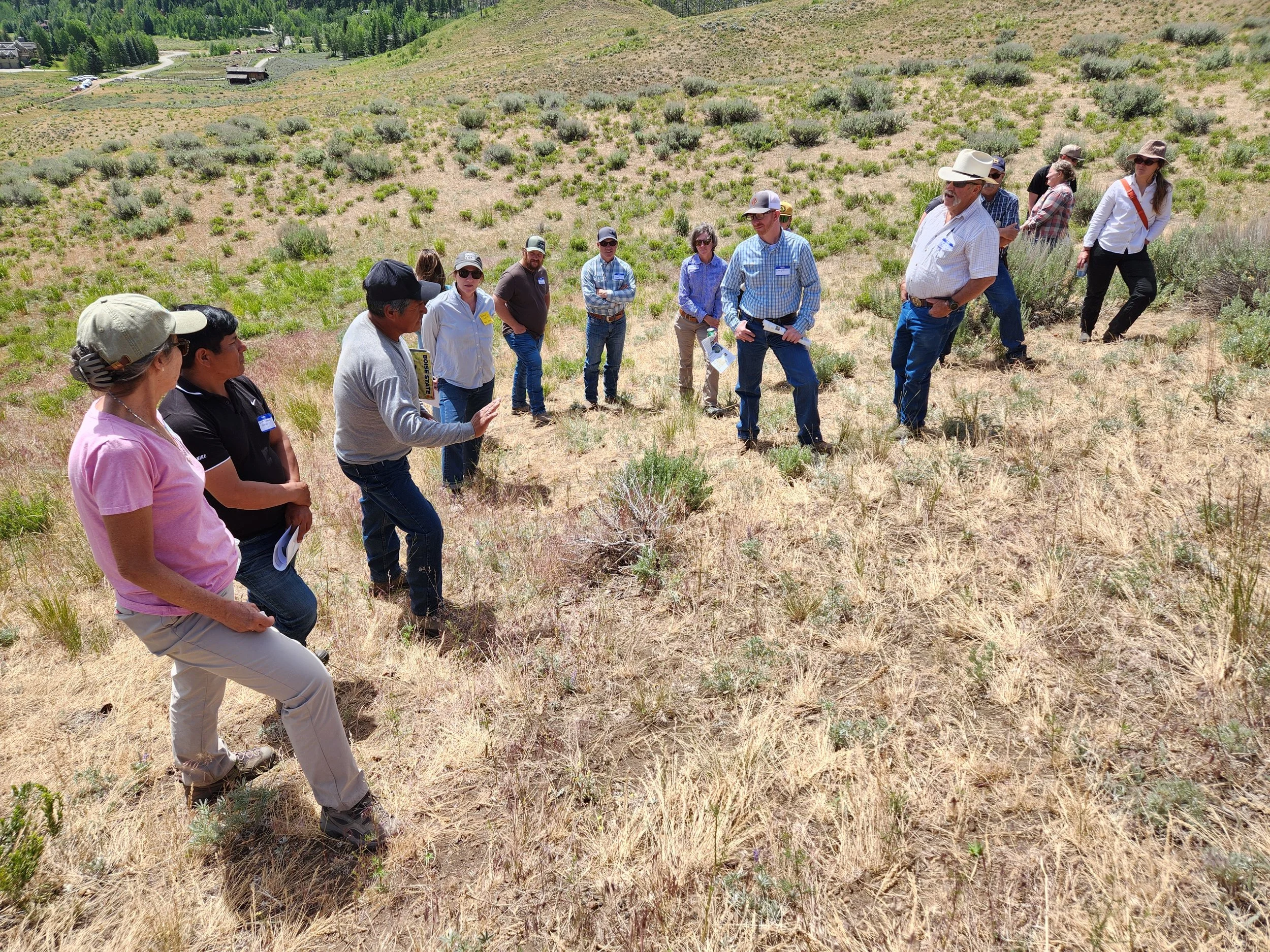 Sawtooth Targeted Grazing Collaborative
