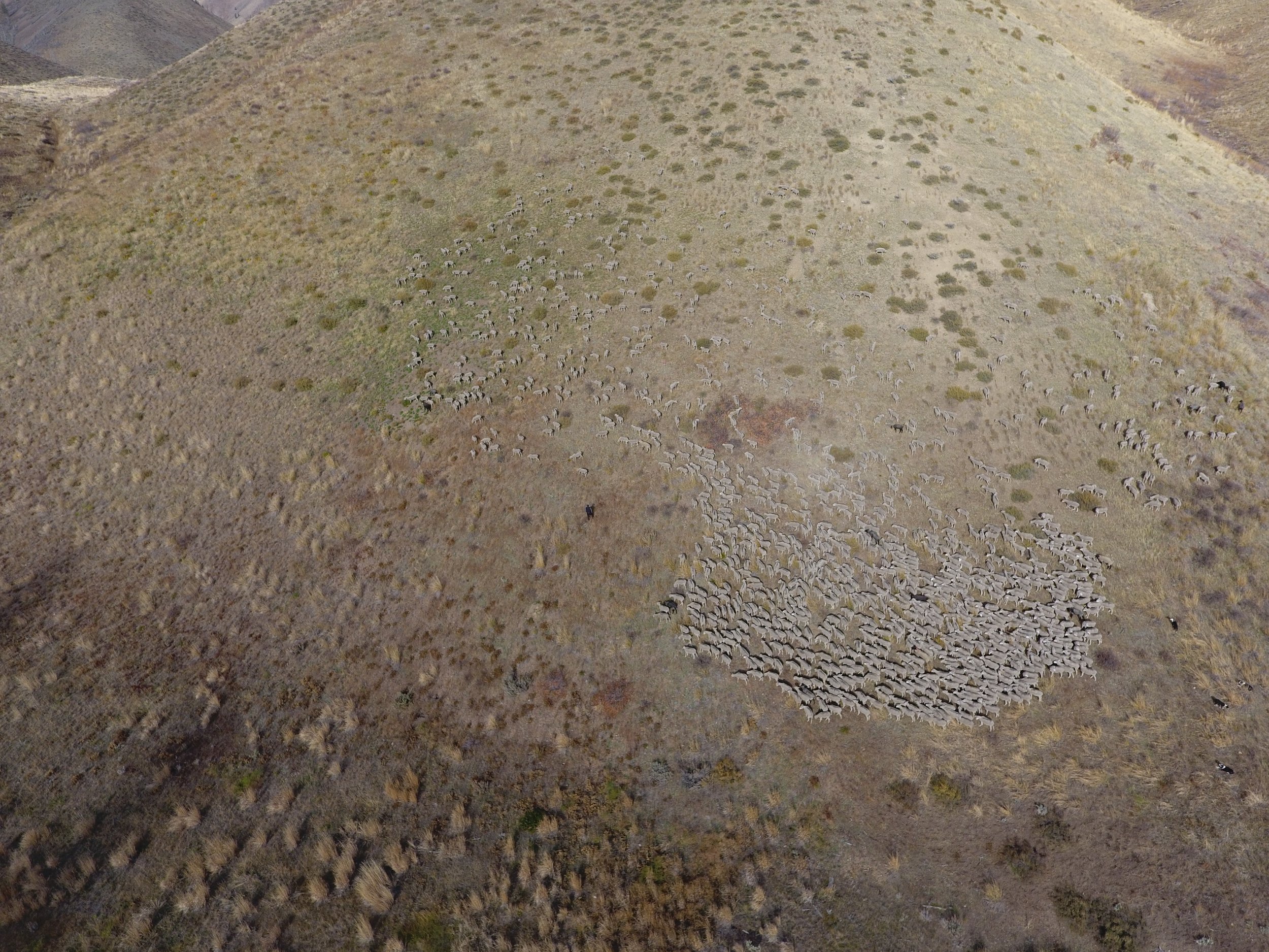 Sheep targeted grazing aerial view