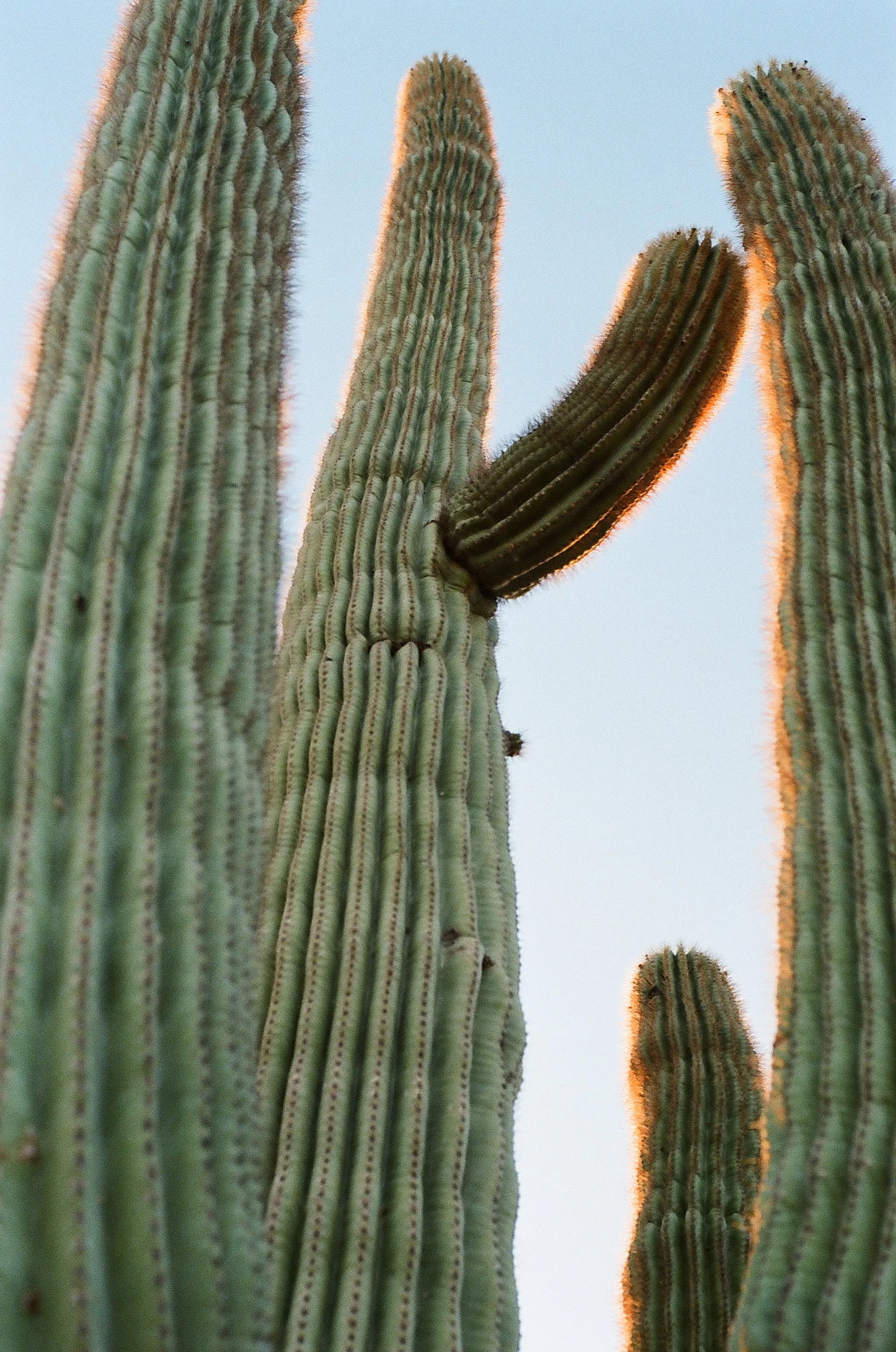 Saguaros