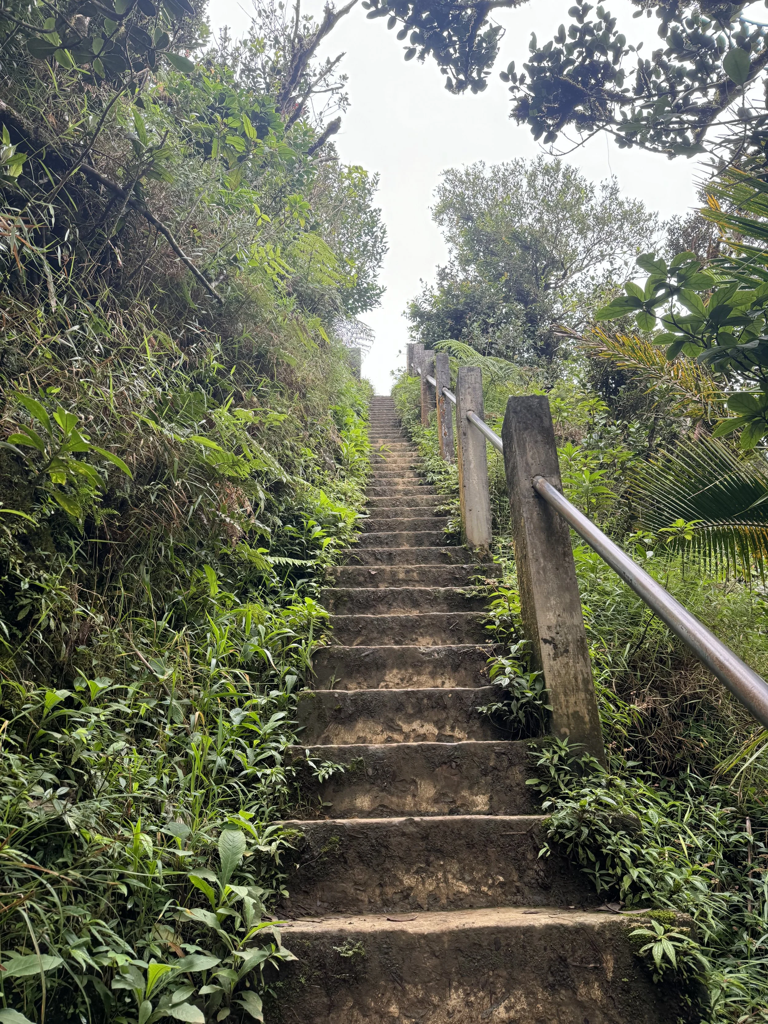 A narrow outdoor stone stairway with a metal handrail on the right side, ascending through lush green dense foliage and trees.