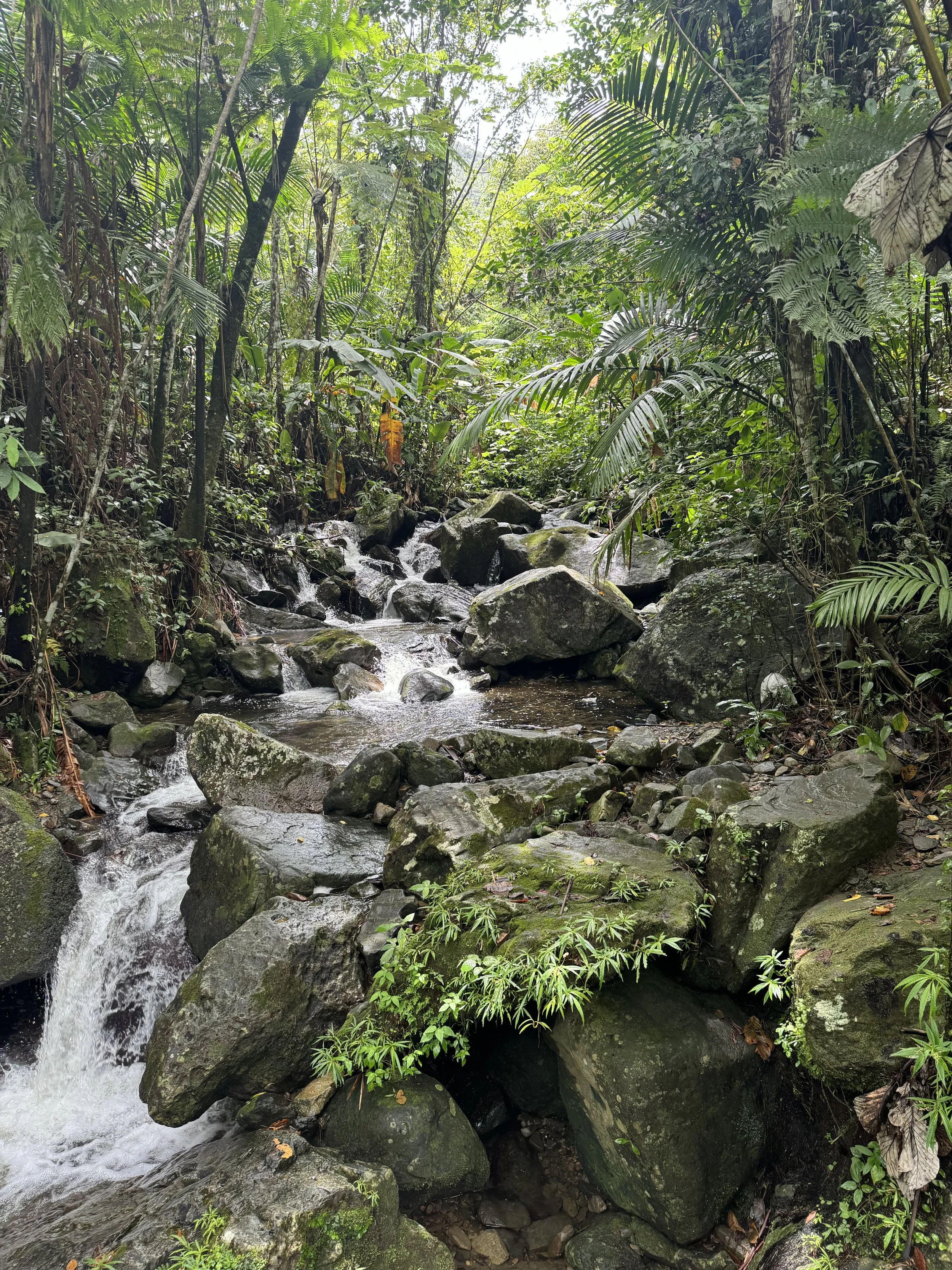 A flowing stream with rocks and lush green tropical plants in a dense jungle.
