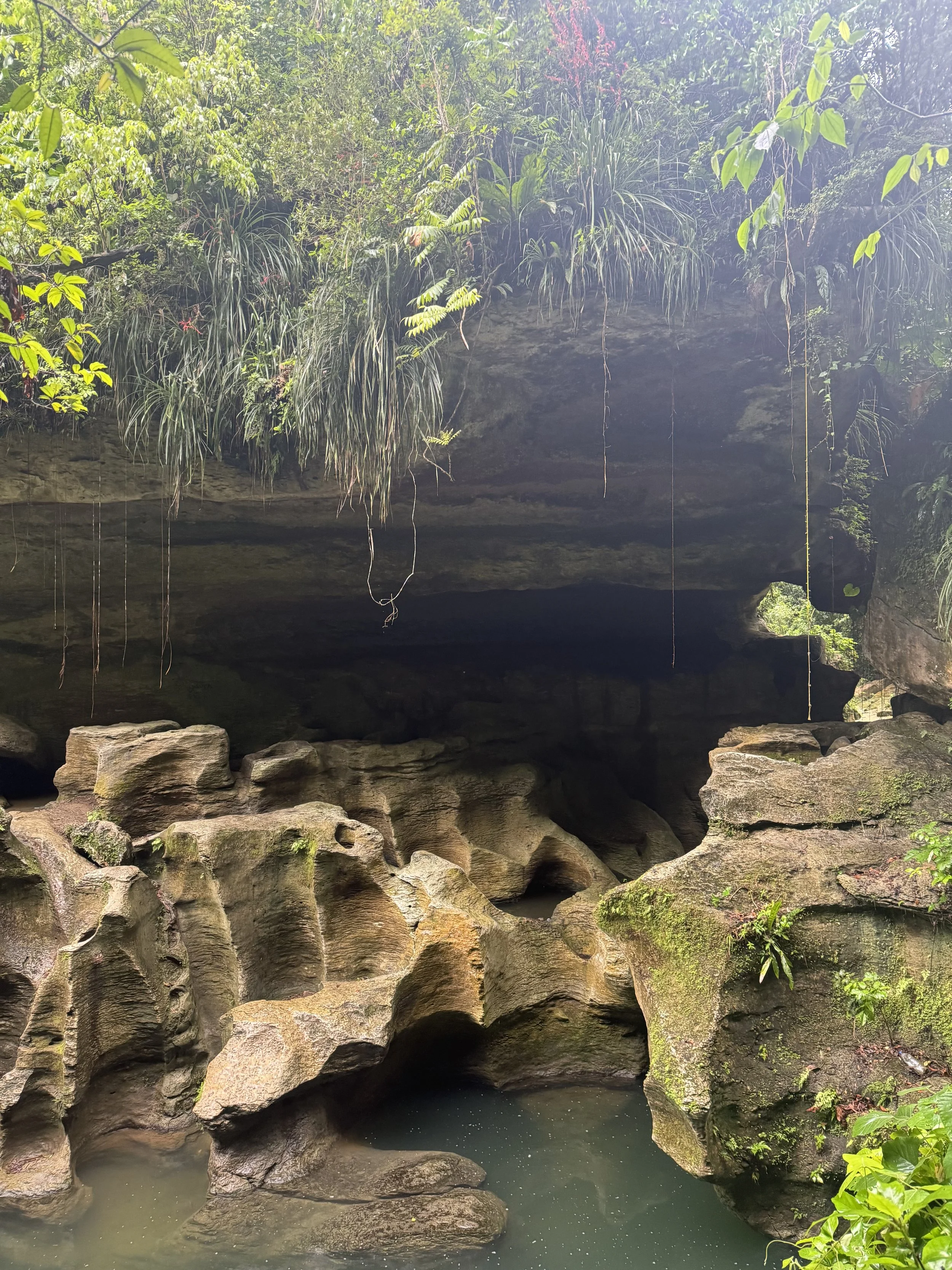 A natural cave with large rocks and a small water pool at the entrance, surrounded by lush green plants and hanging vines.