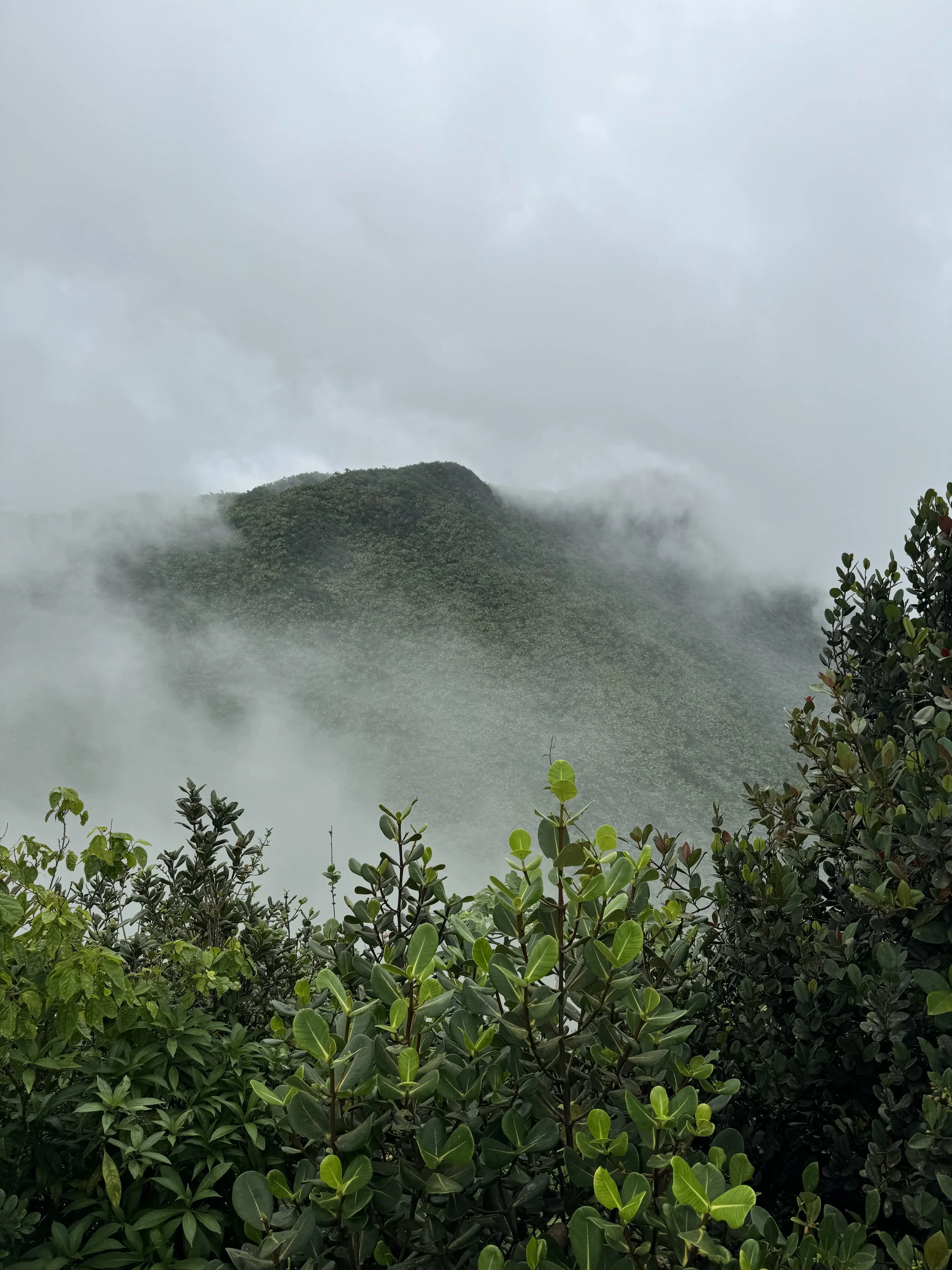A lush green mountain partly covered in mist and clouds, with dense green foliage in the foreground.