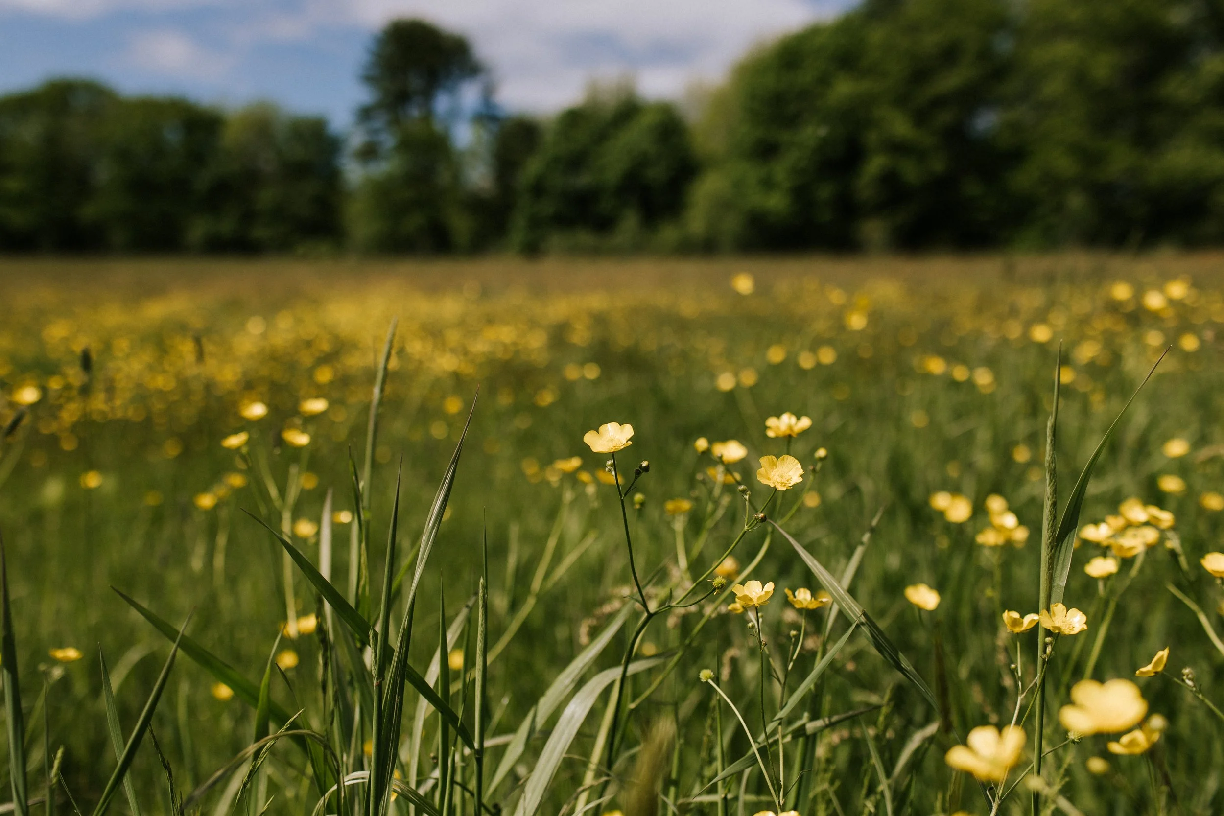 A field of yellow wildflowers with green grass and trees in the background on a sunny day.