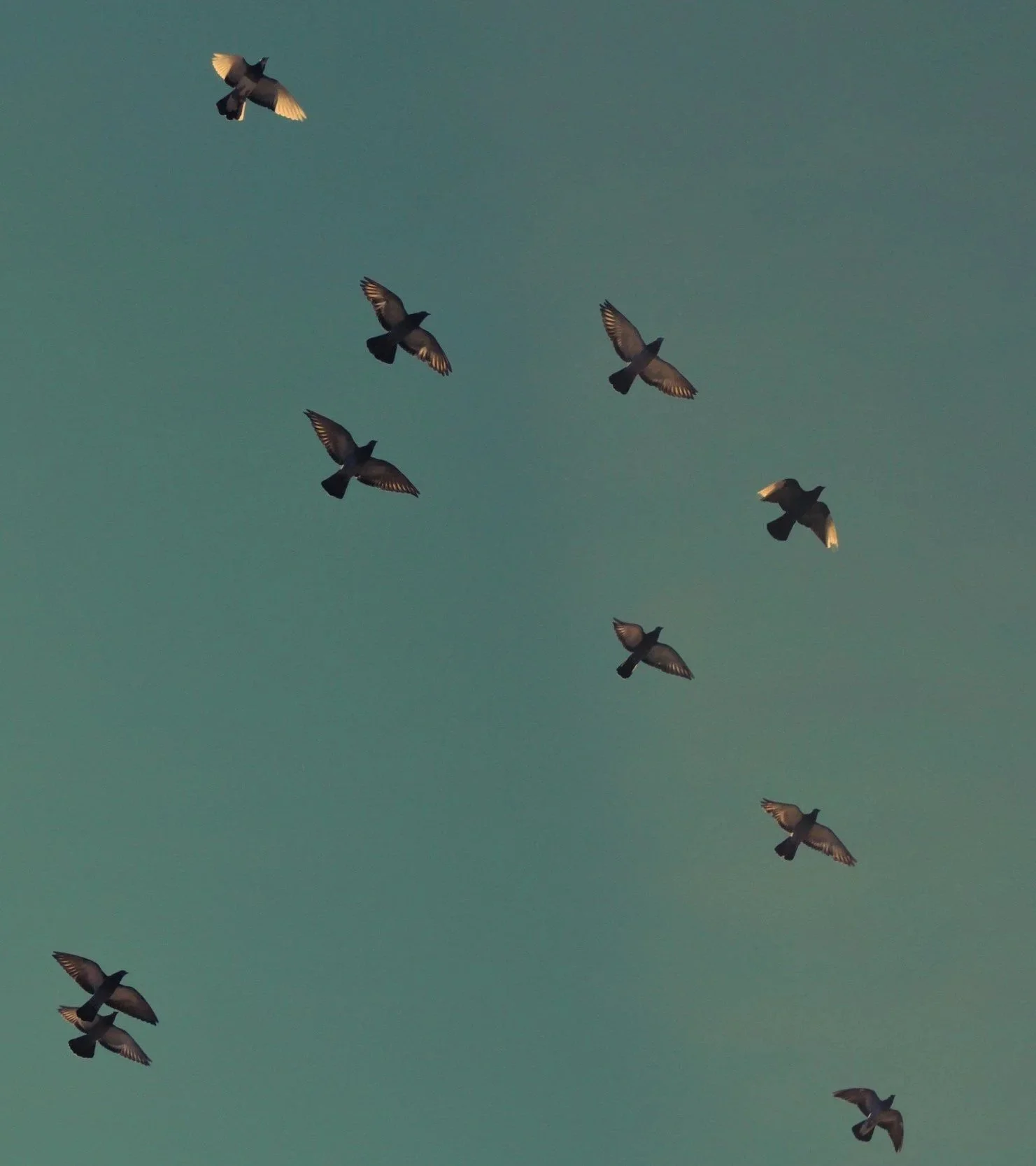 Multiple pigeons flying against a teal sky.
