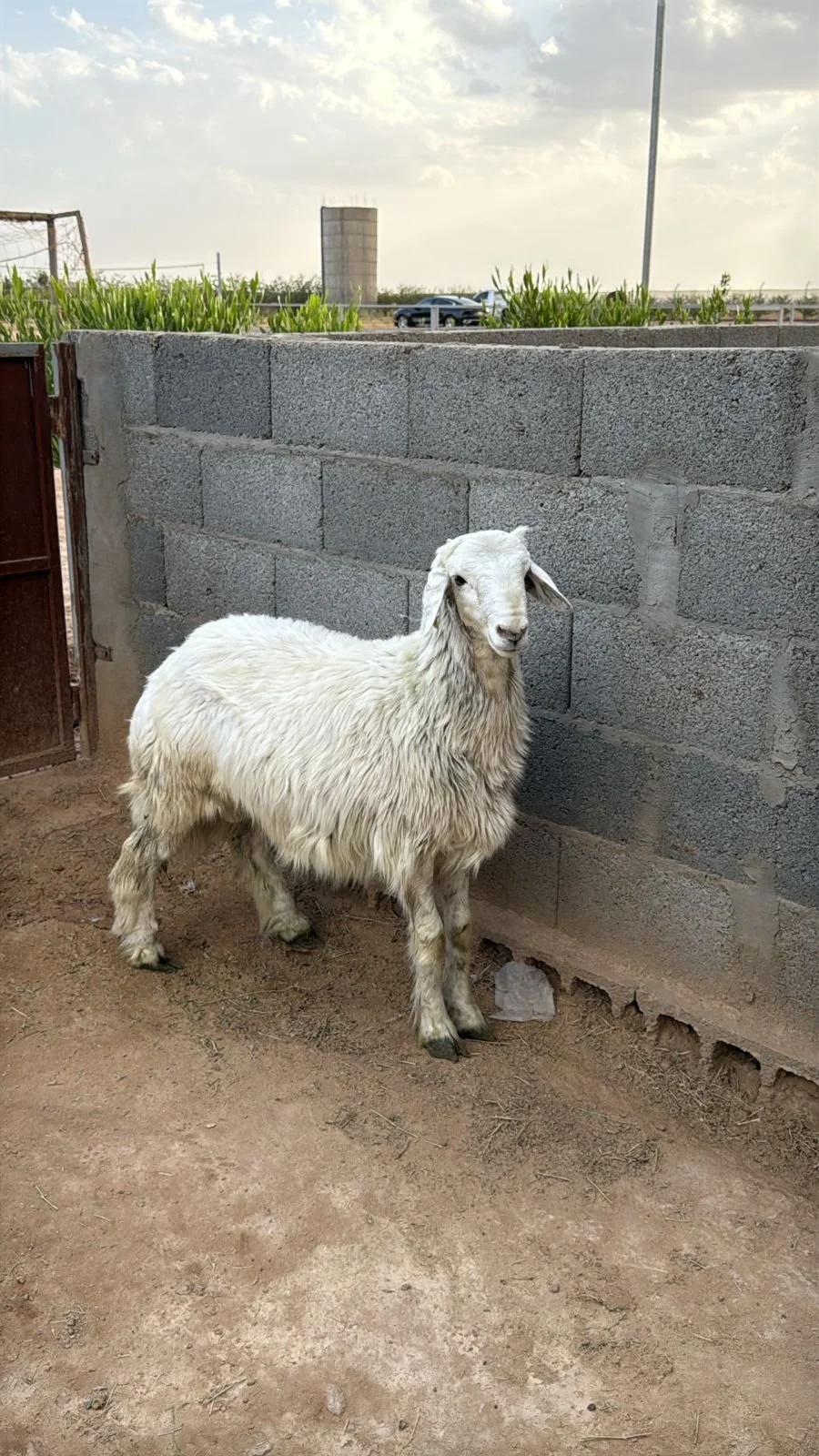 السعر 1450 ريال