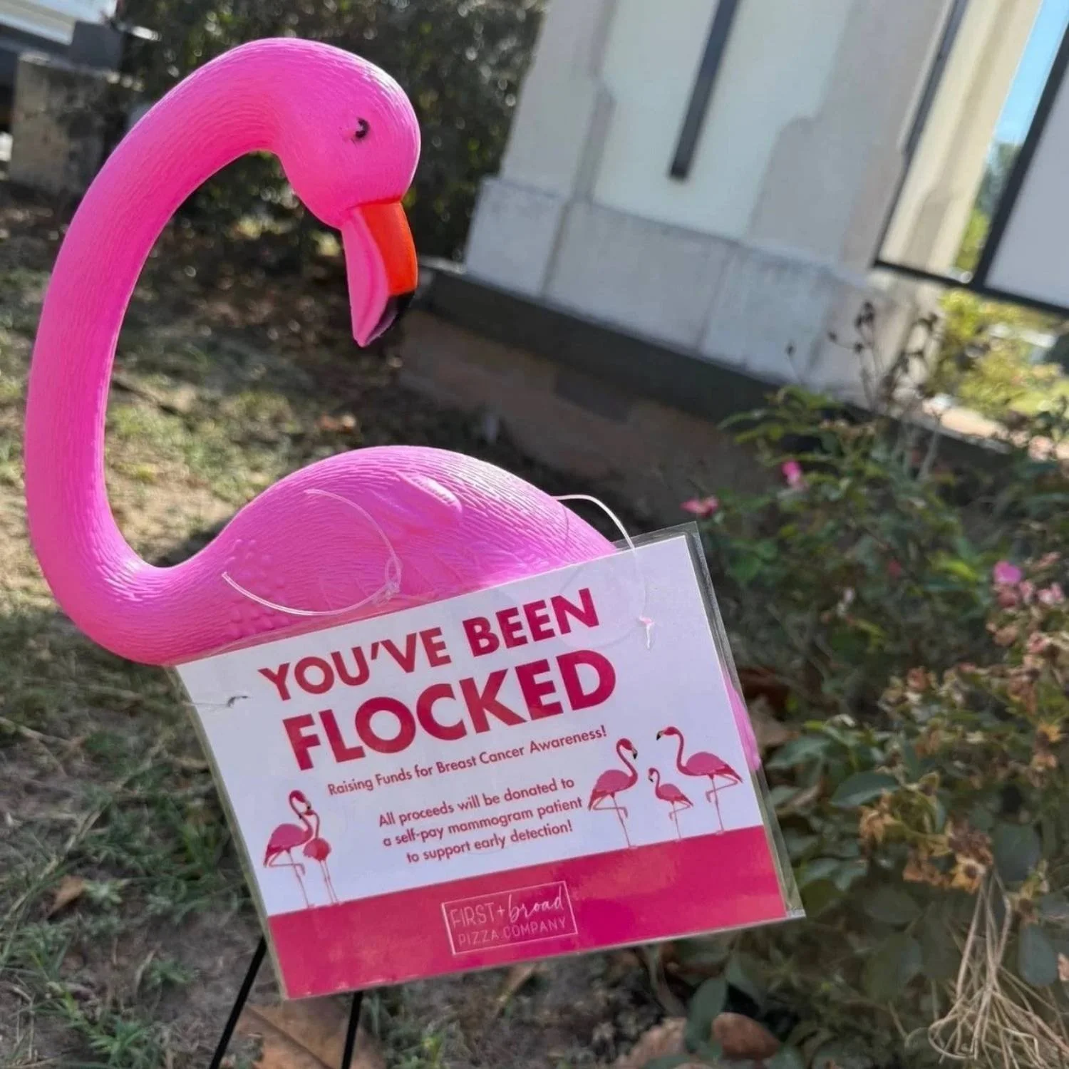 Pink flamingo-shaped yard sign with a tag saying "You've been flocked" for breast cancer awareness fundraising, featuring illustrations of flamingos and information about donations for early breast cancer detection.