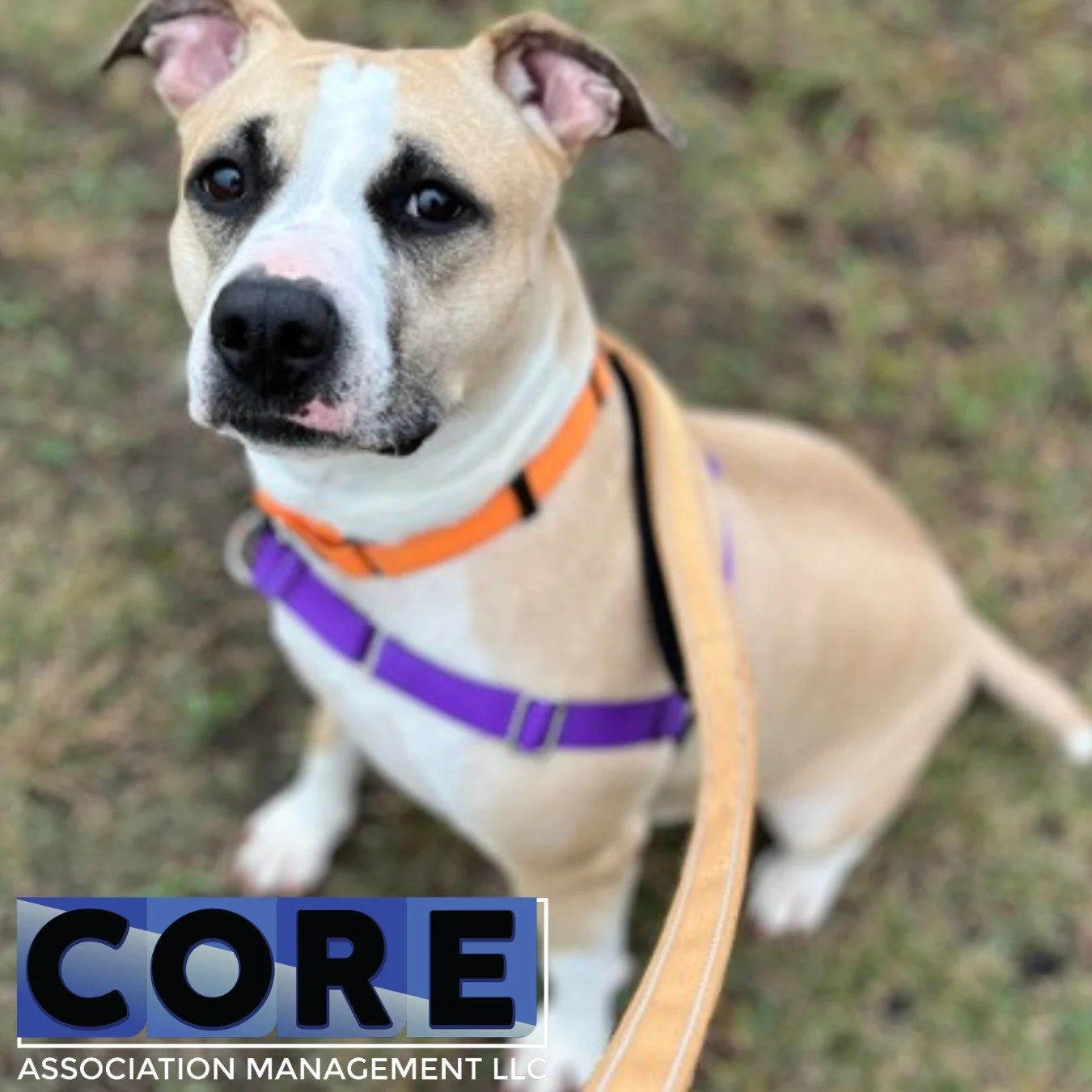 Tan/light brown and white rescue dog posing for a picture from the humane society of southern wisconsin
