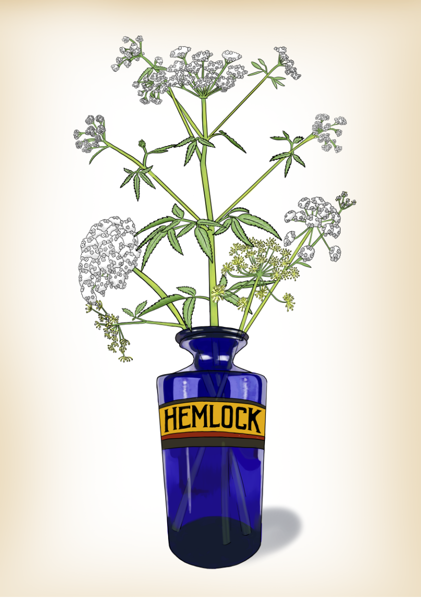 Hemlock A4 Print