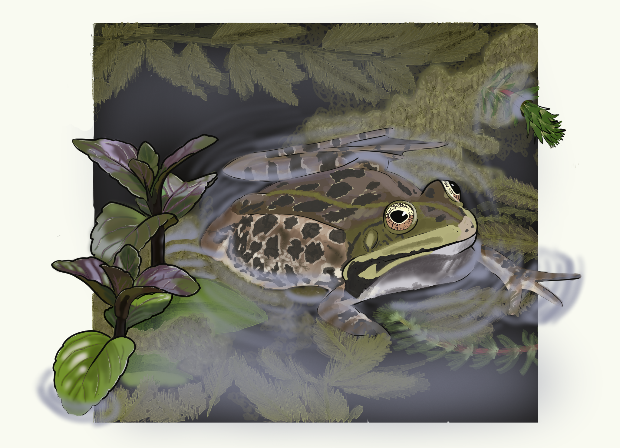 An illustration of a frog sitting among green and purple plants in a pond, with a fish swimming nearby and mist or fog present.
