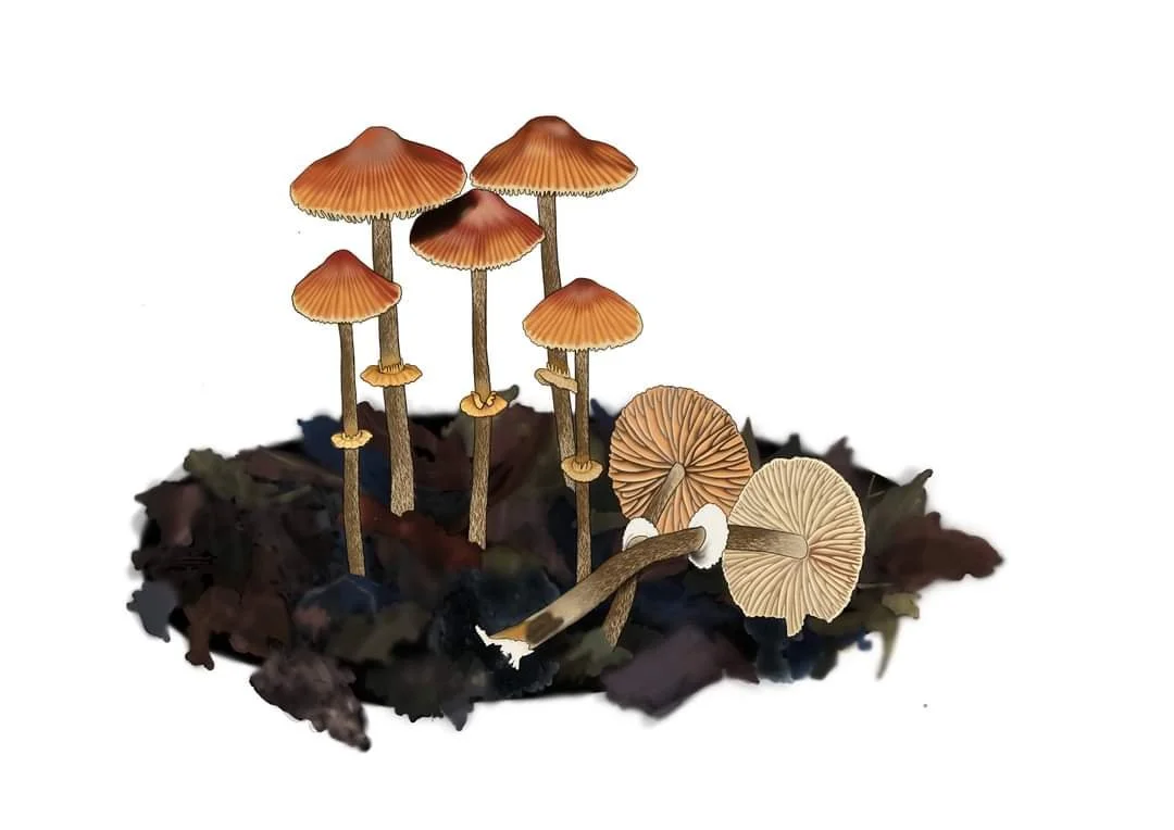 Cluster of mushrooms growing on decomposing leaves.