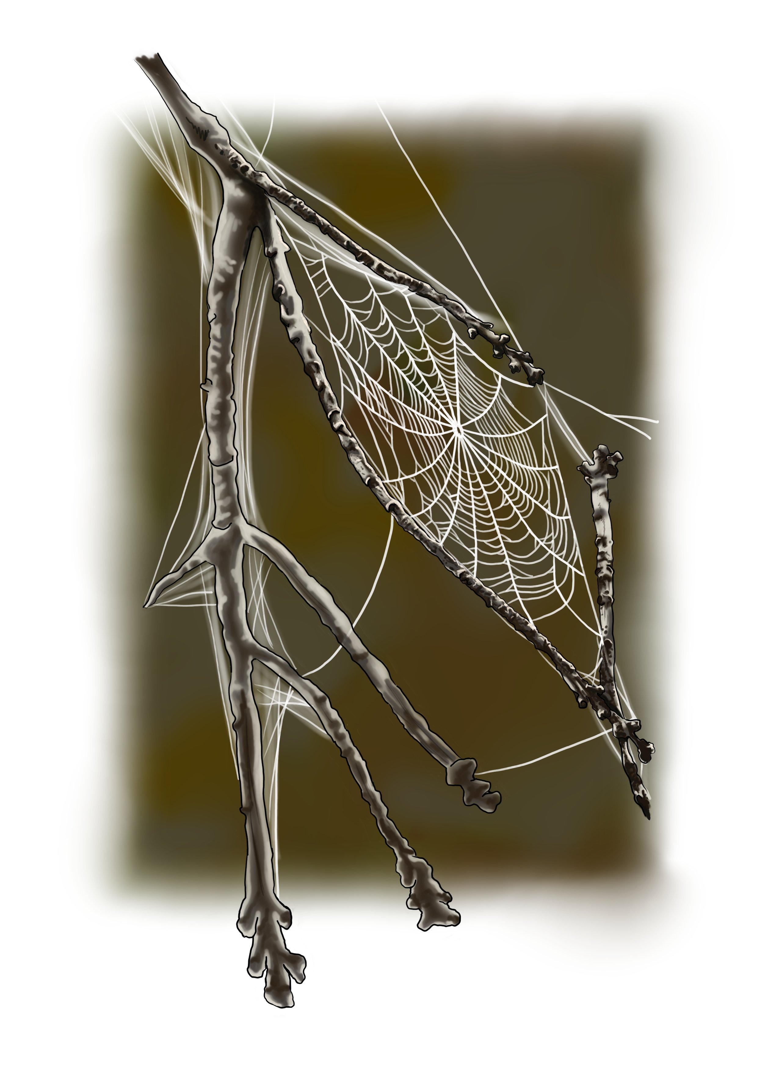 A close-up of bare tree branches entwined with a spider web.