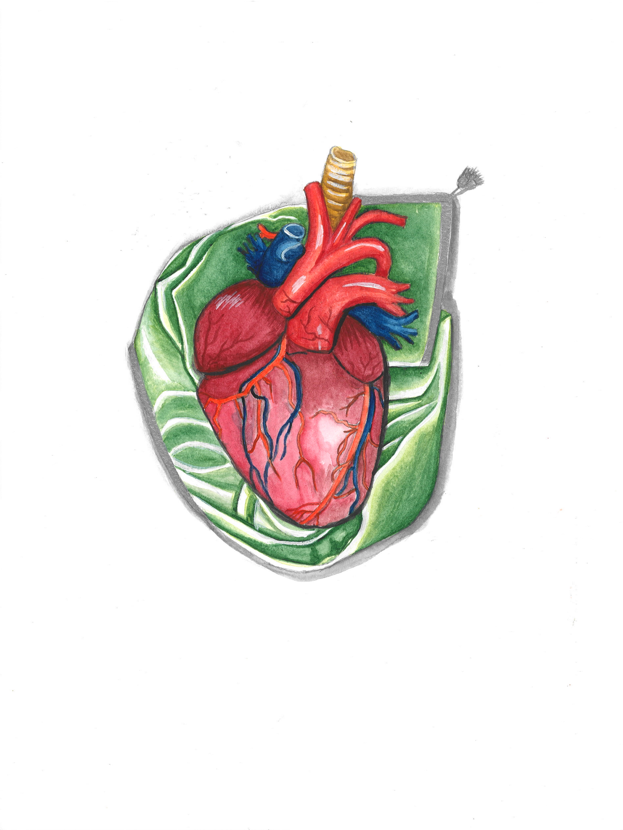 A realistic illustration of a human heart inside a lettuce leaf.
