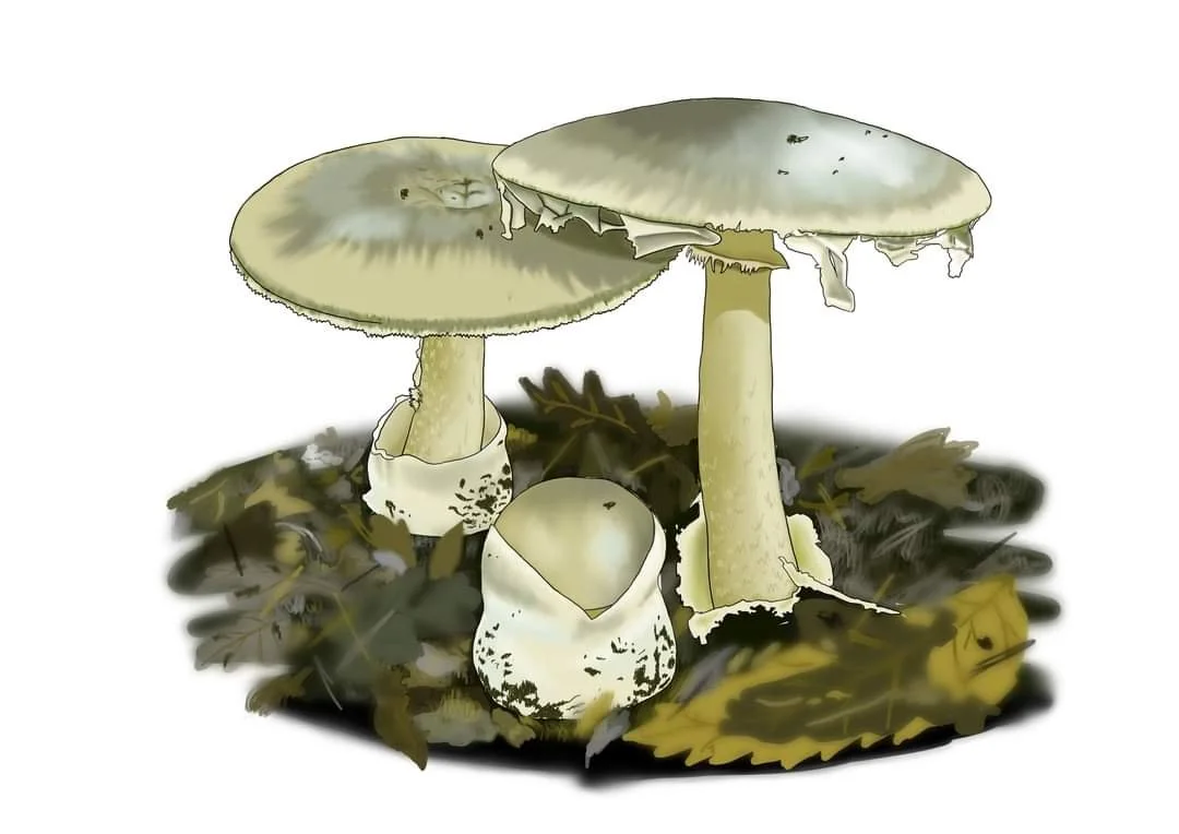 Illustration of three mushrooms growing among fallen leaves on forest ground.