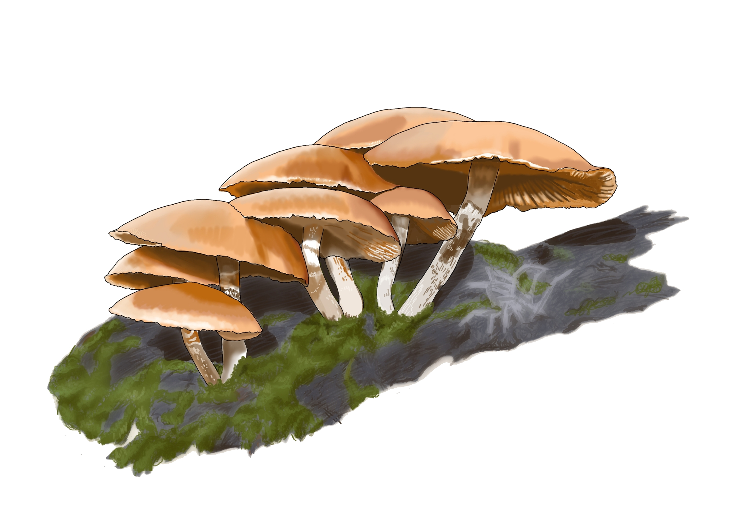 Illustration of a cluster of brown mushrooms growing on a mossy log.