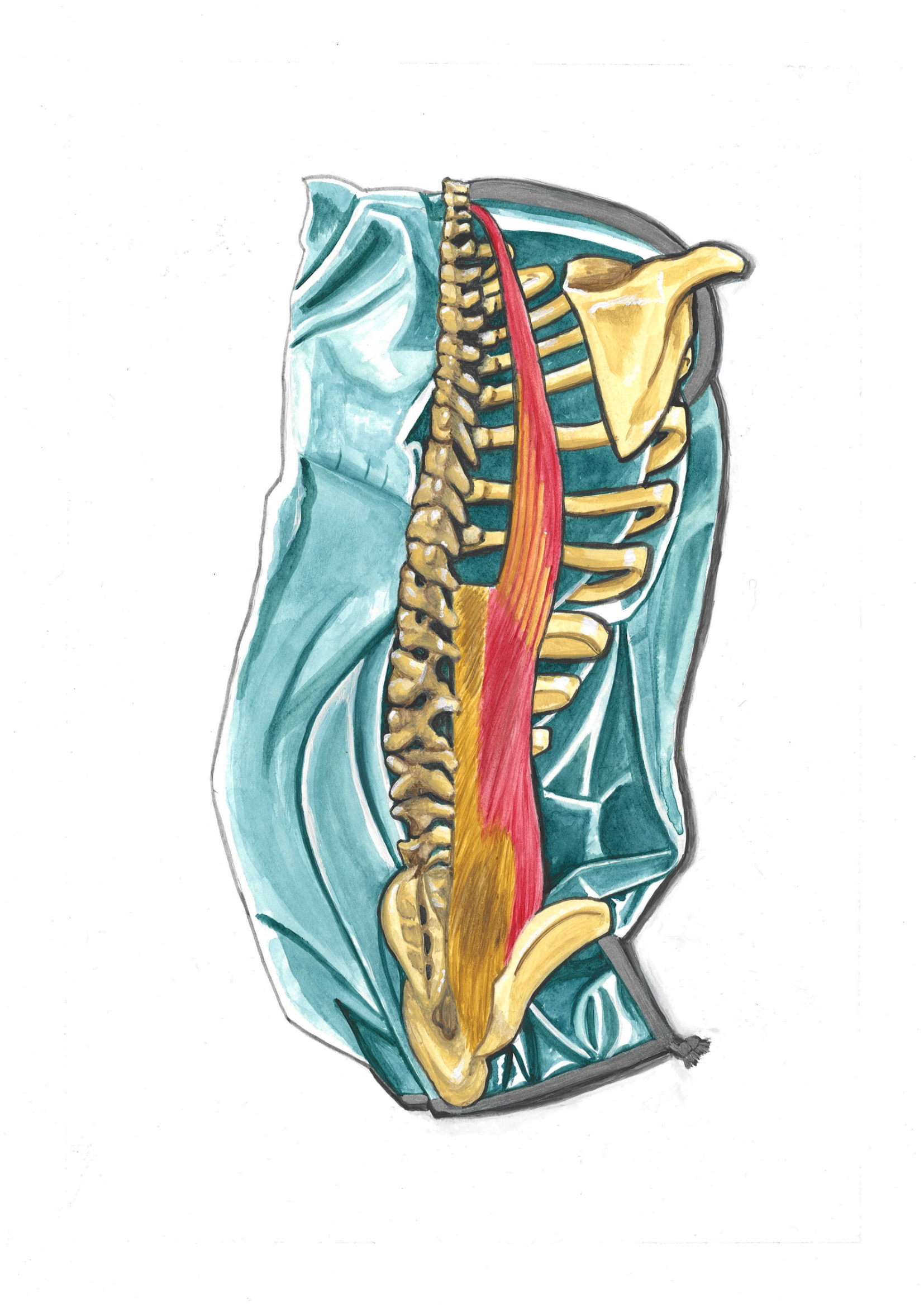 Colorful anatomical illustration of the human torso, showing the spine, ribs, shoulder blade, pelvis, and muscles.