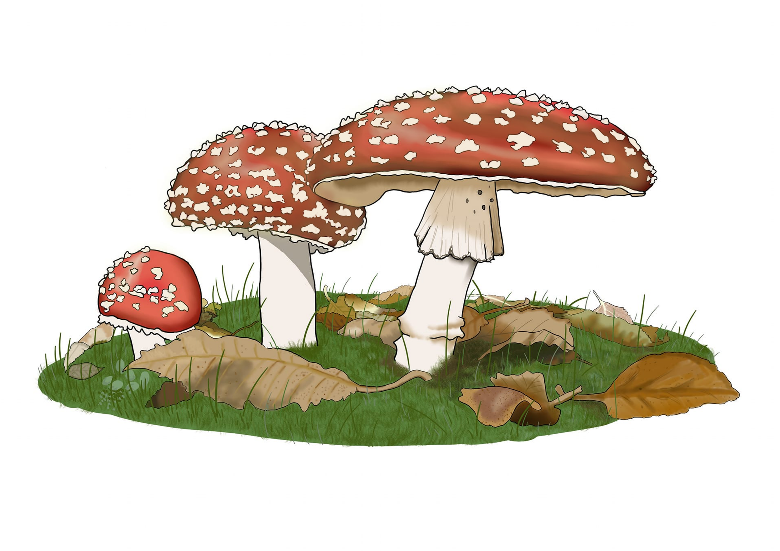 Illustration of three red mushrooms with white spots growing on grass, surrounded by fallen autumn leaves.