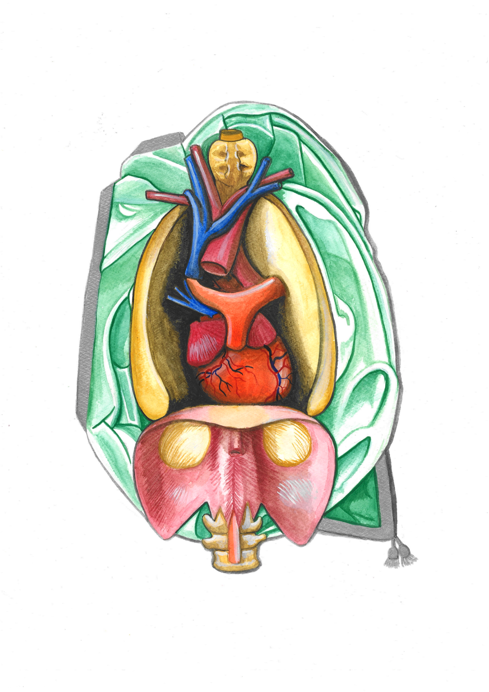 Colorful illustration of a human anatomical drawing, showing internal organs including the heart, lungs, stomach, and brain, with surrounding green leaves.