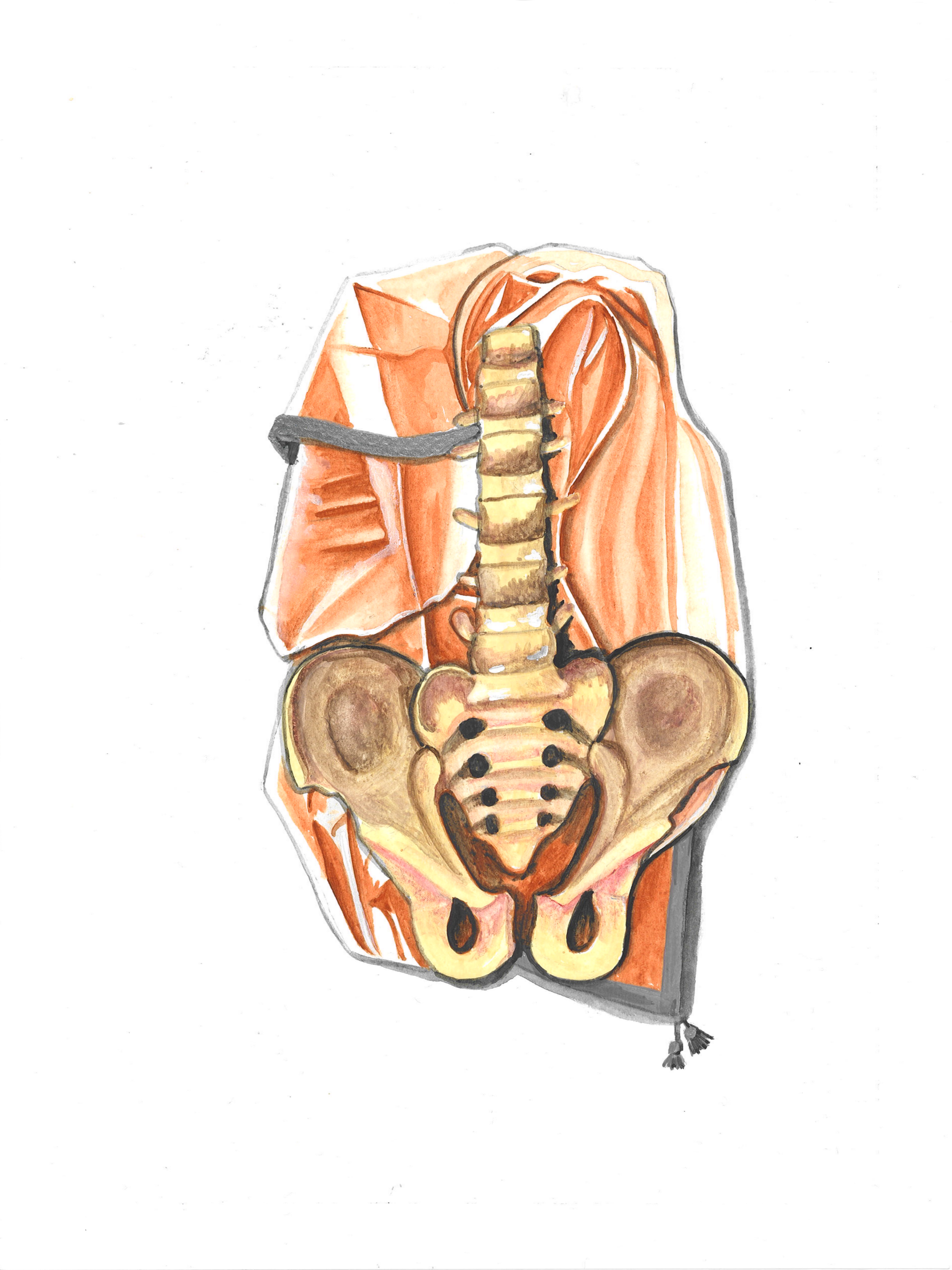 Watercolor illustration of the human pelvis, lower spine, and part of the abdomen, with a medical instrument and a strap attached.