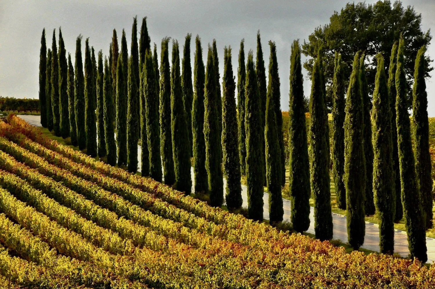 FRANK+VAN+RIPER+-+Sagrantino+_+Cypress+-+Signed+archival+giclee+print+-+$450.webp