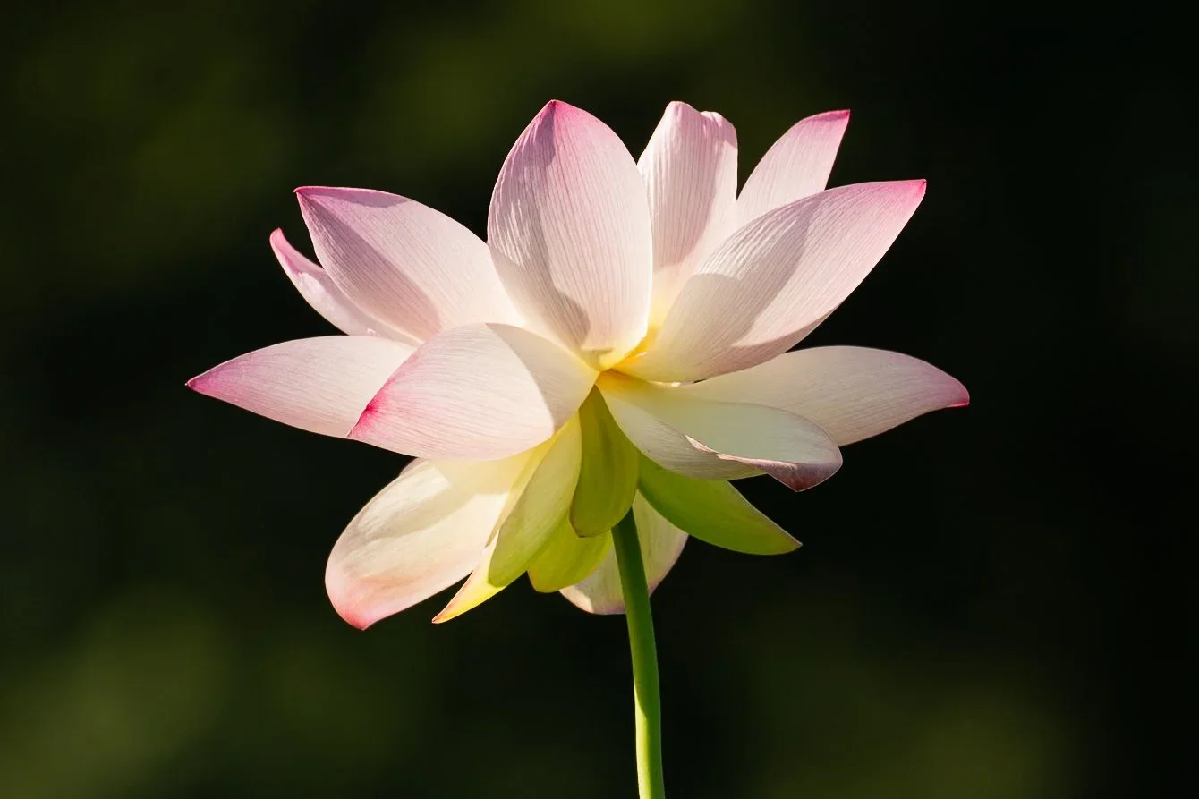 StacyBeck_LightonLotus_Photography_175.jpg.webp
