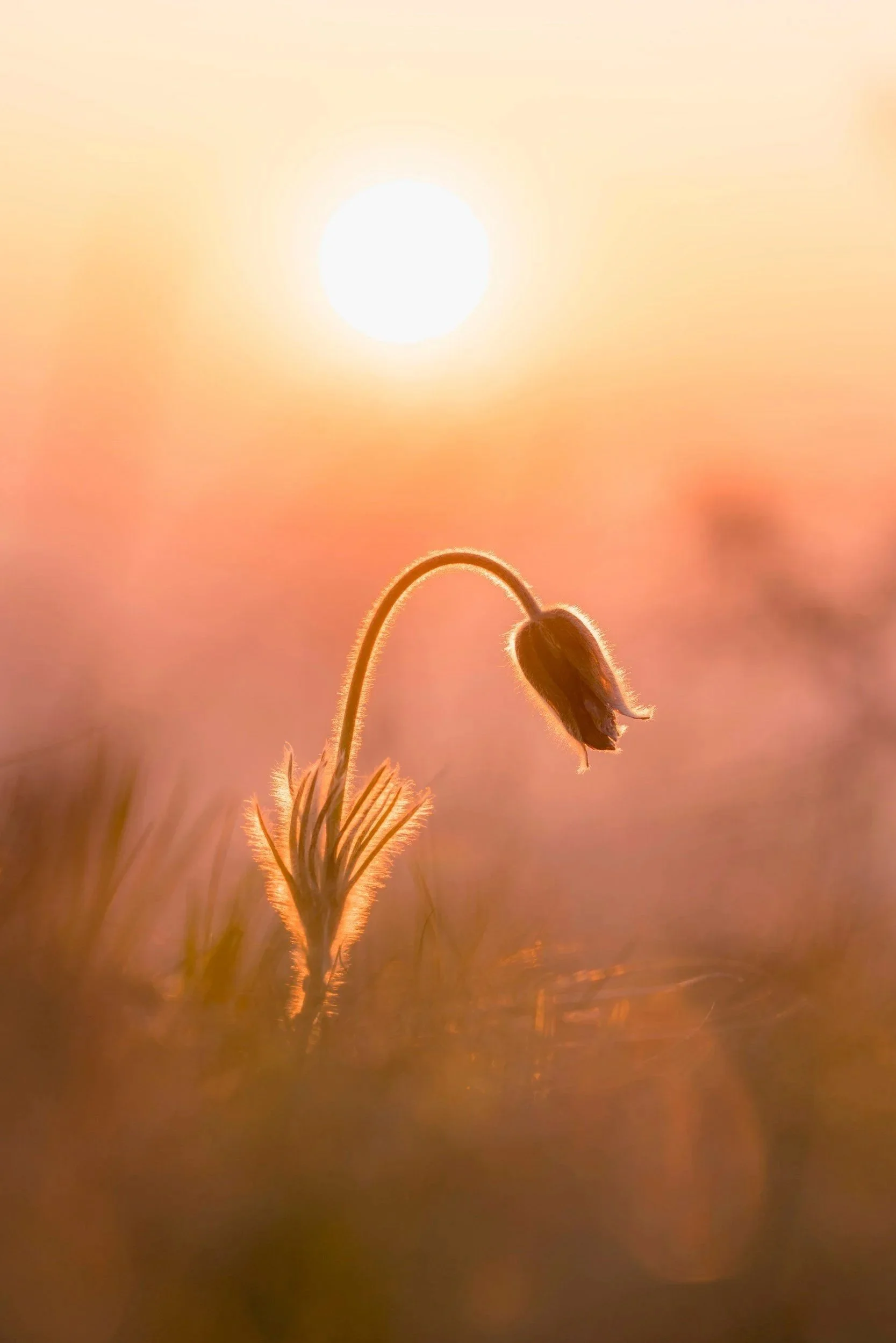 Close-up of a plant with a flower bud silhouetted against a bright, setting sun in a warm, orange sky.