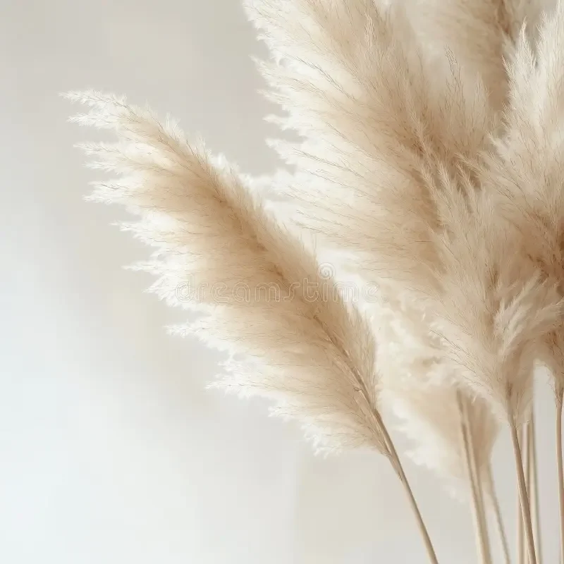 Feather representing healing through Internal Family Systems and Somatic Therapy