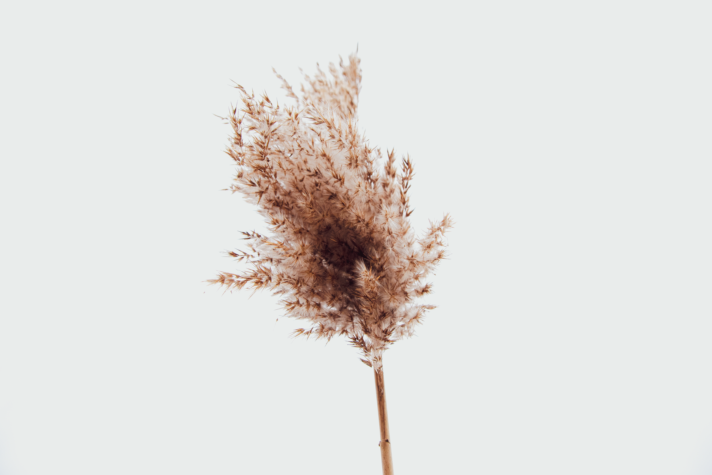Flower representing healing, growth, and personal transformation