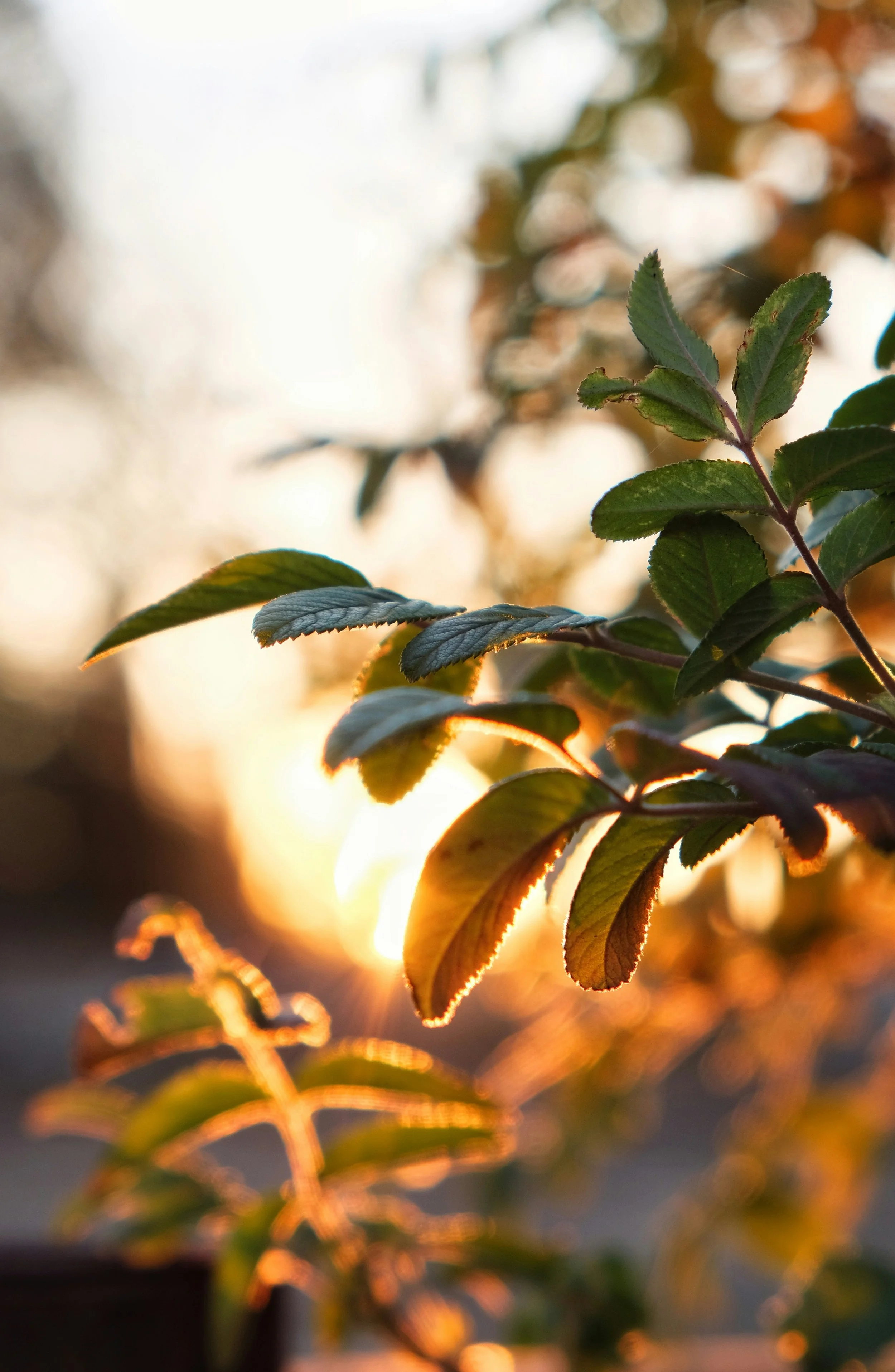 Plant with sun shining on the leaves