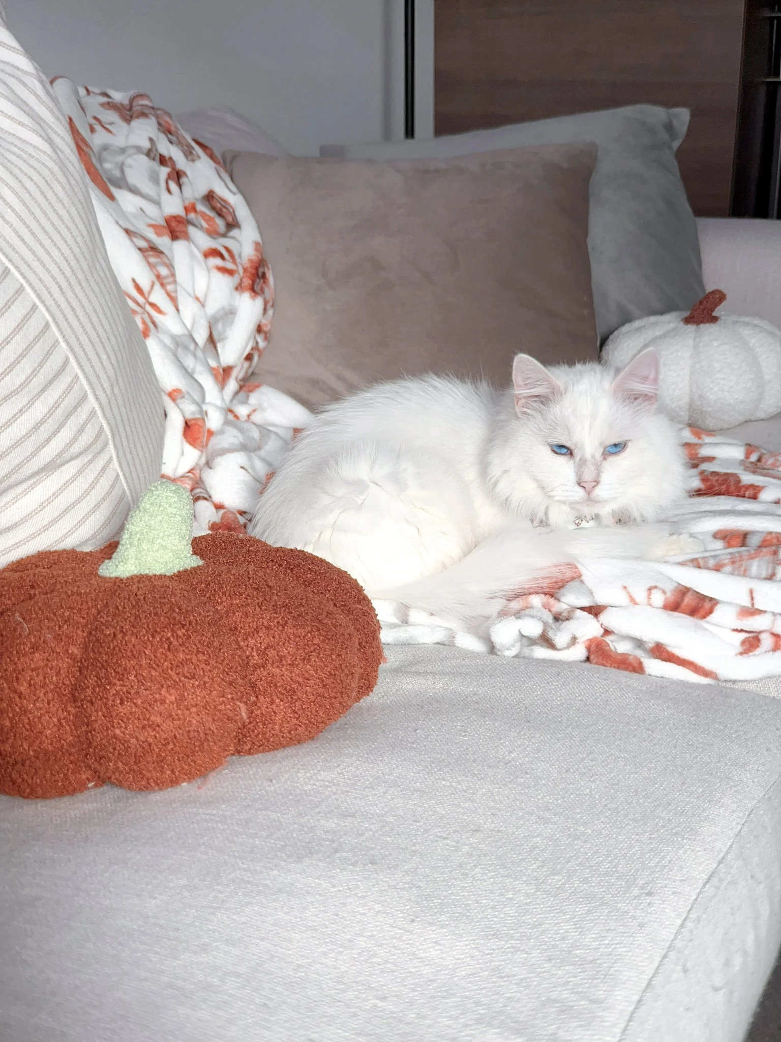 2023-10-19 15-21-33 (2).jpeg