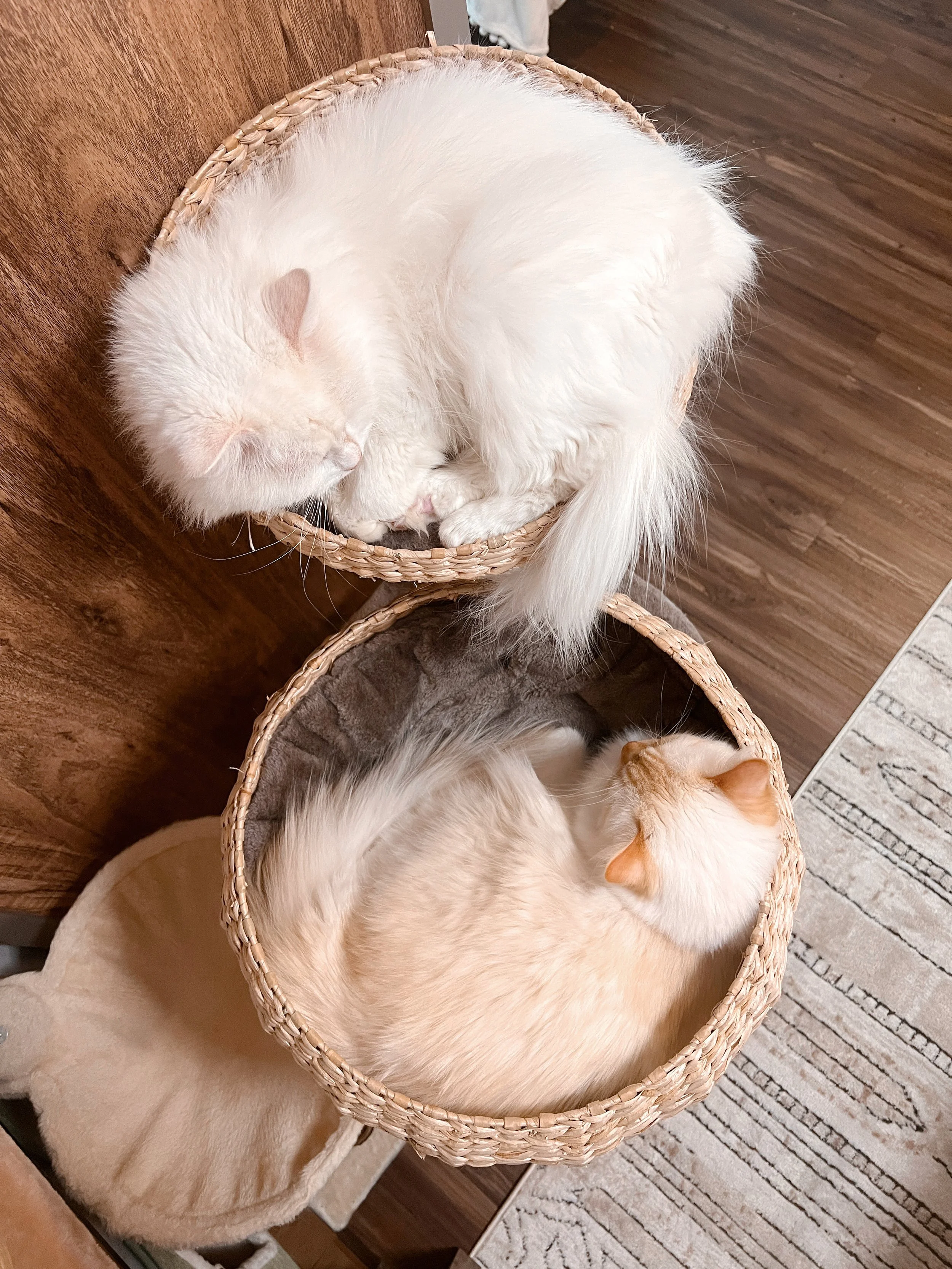 2023-10-10 14-25-31.jpeg