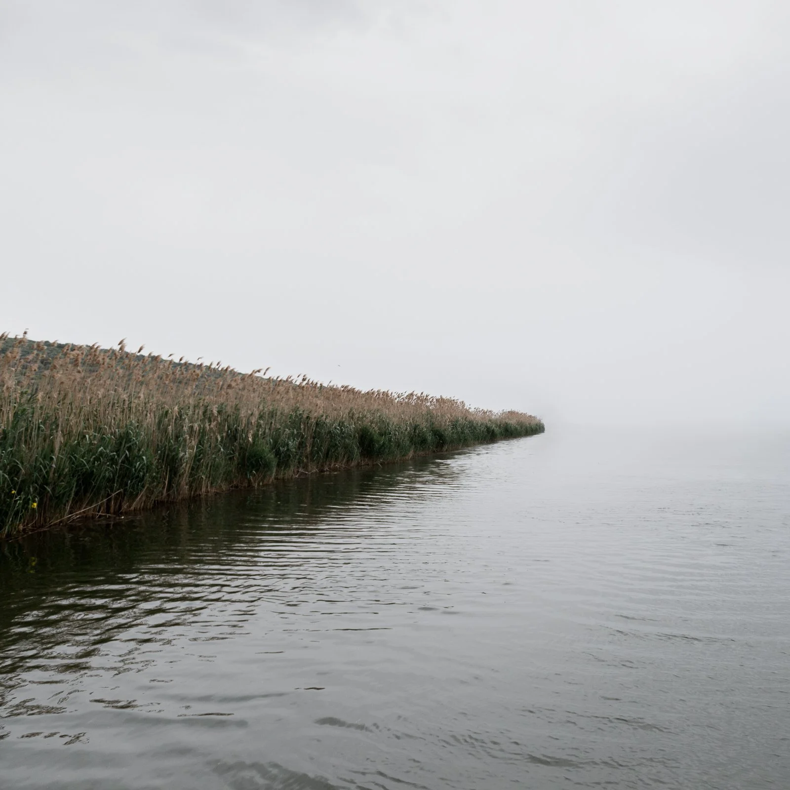 A lake or river with overcast sky, and tall reeds along the shoreline extending into the distance.