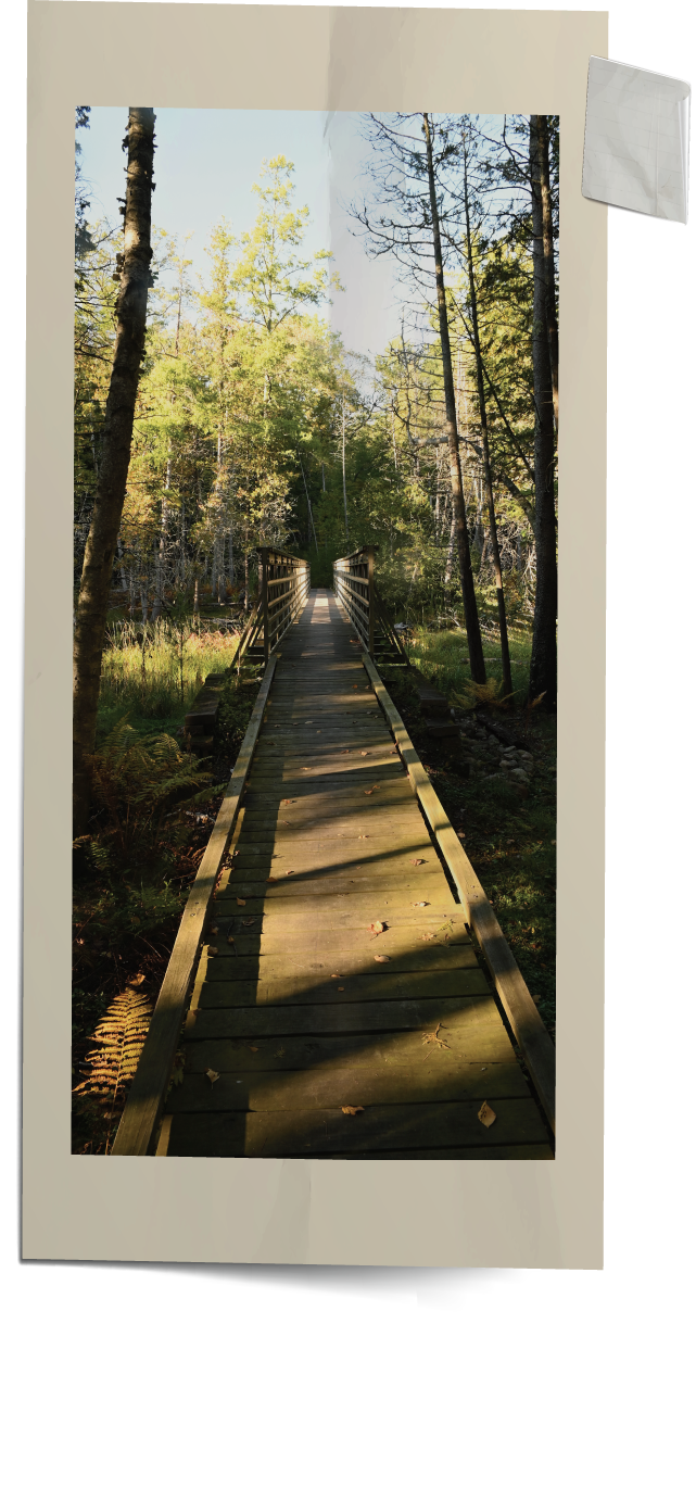 Wooden bridge crossing over a small stream in a forest with trees and foliage.