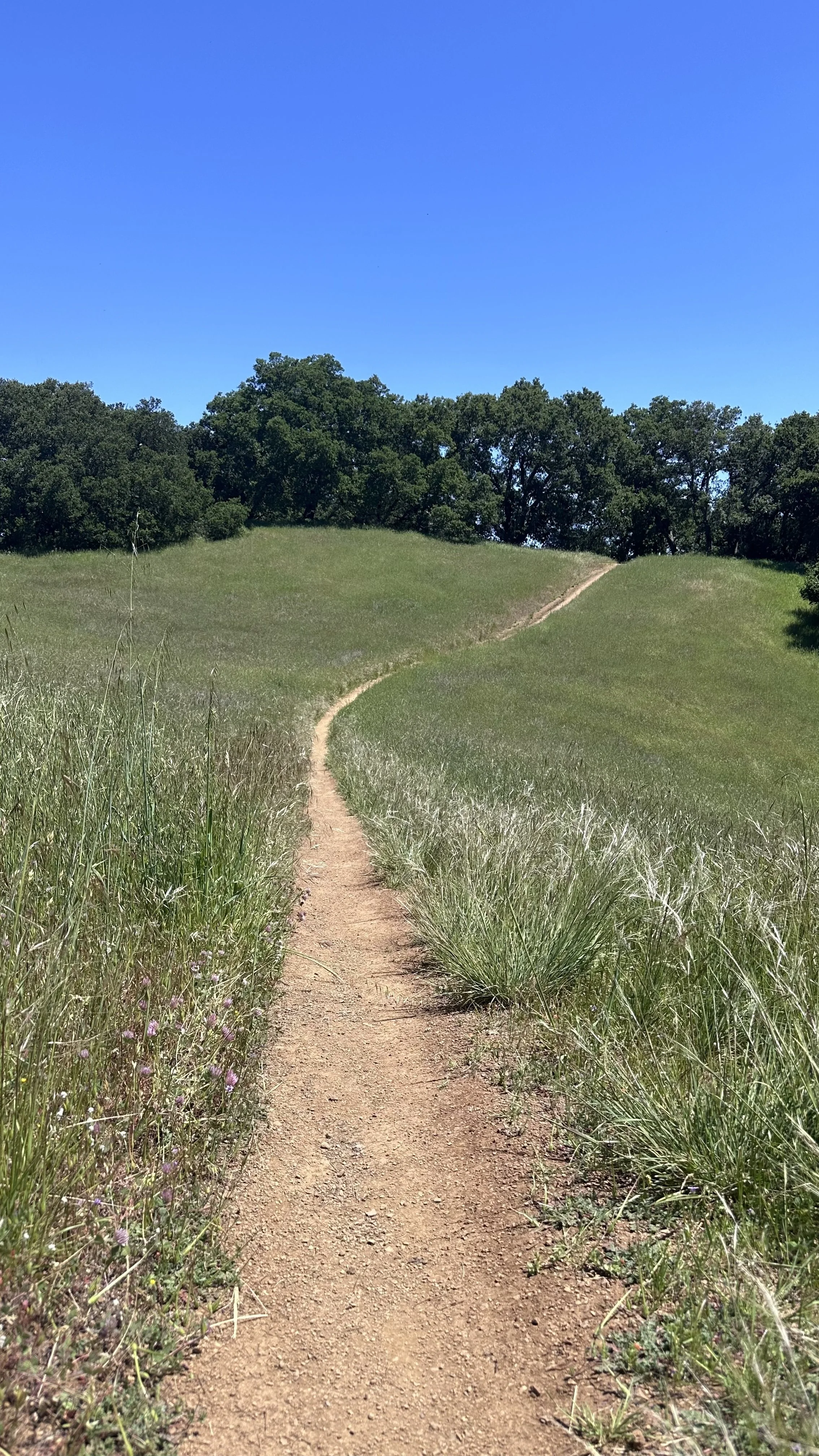 A dirt trail winding through a grassy hillside, with trees at the top and a clear blue sky overhead.