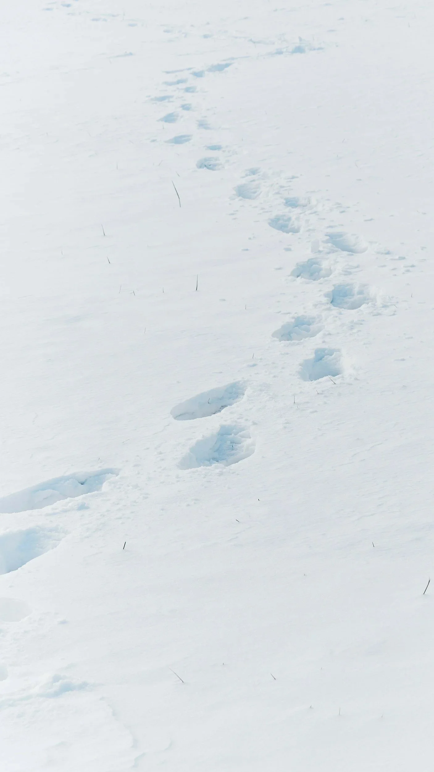 A trail of footprints crossing a winter landscape — every path forward starts with a first step.