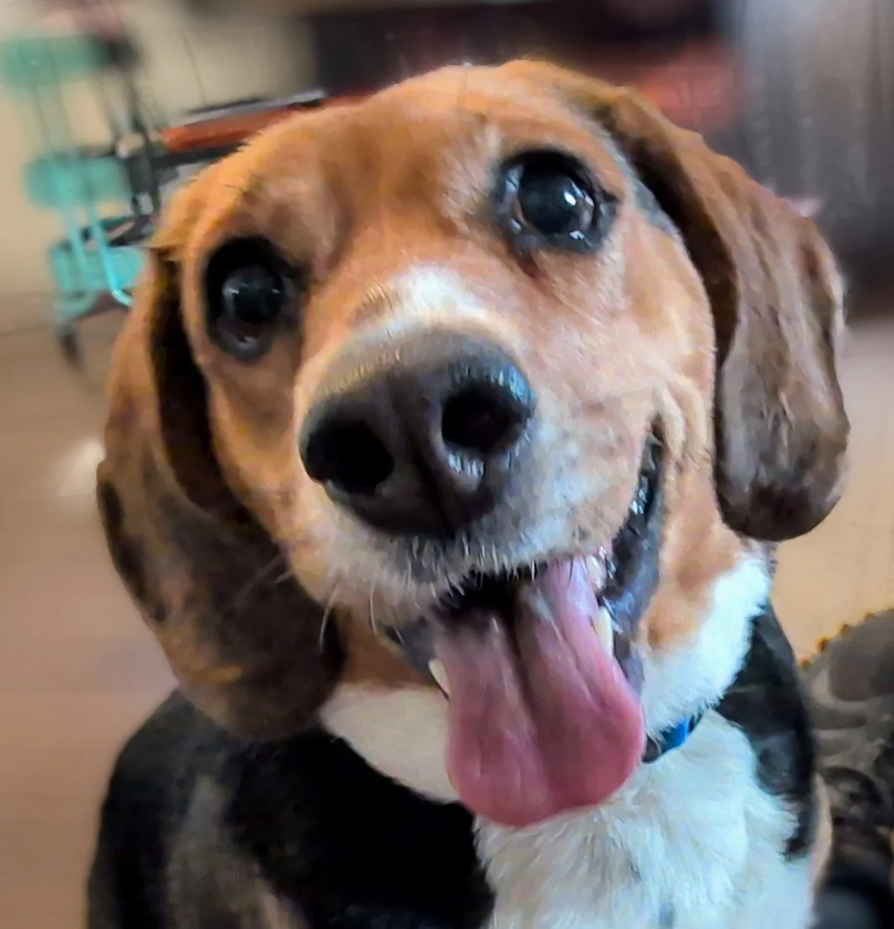 Cute dog pics