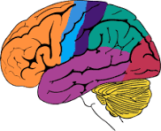 Colorful diagram of the human brain with different regions highlighted in orange, green, blue, purple, and yellow, showing the cerebrum, cerebellum, and brainstem.