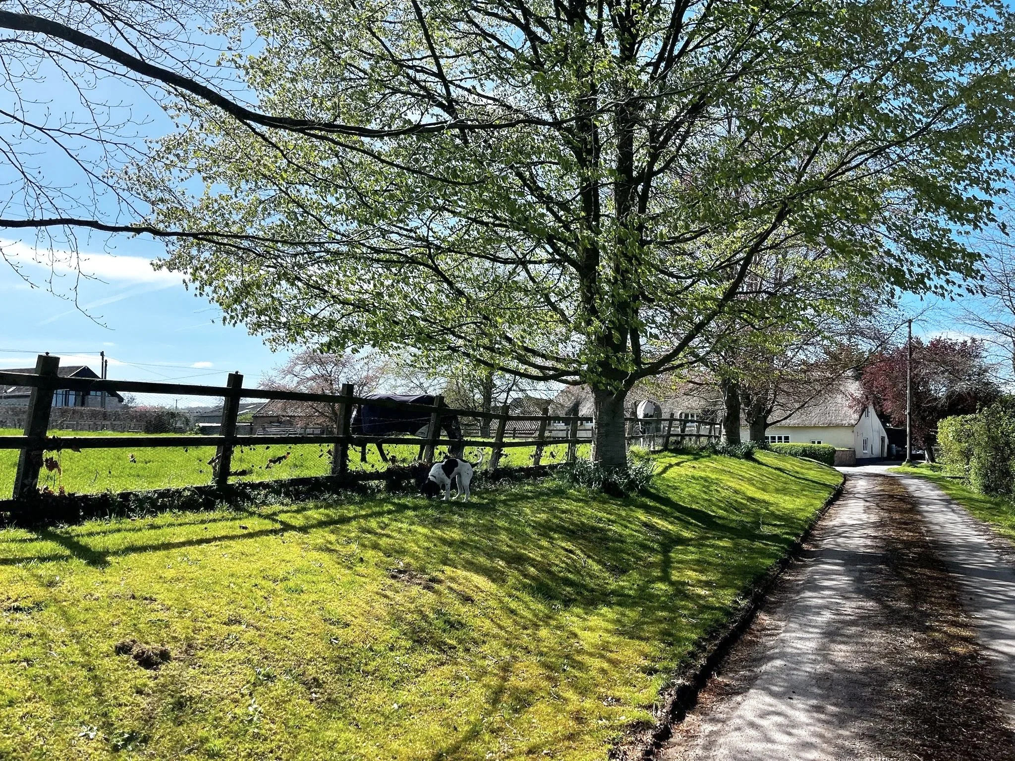 A lush green backyard with a large tree, a dog near the fence, a garden path, and houses in the background under a blue sky.