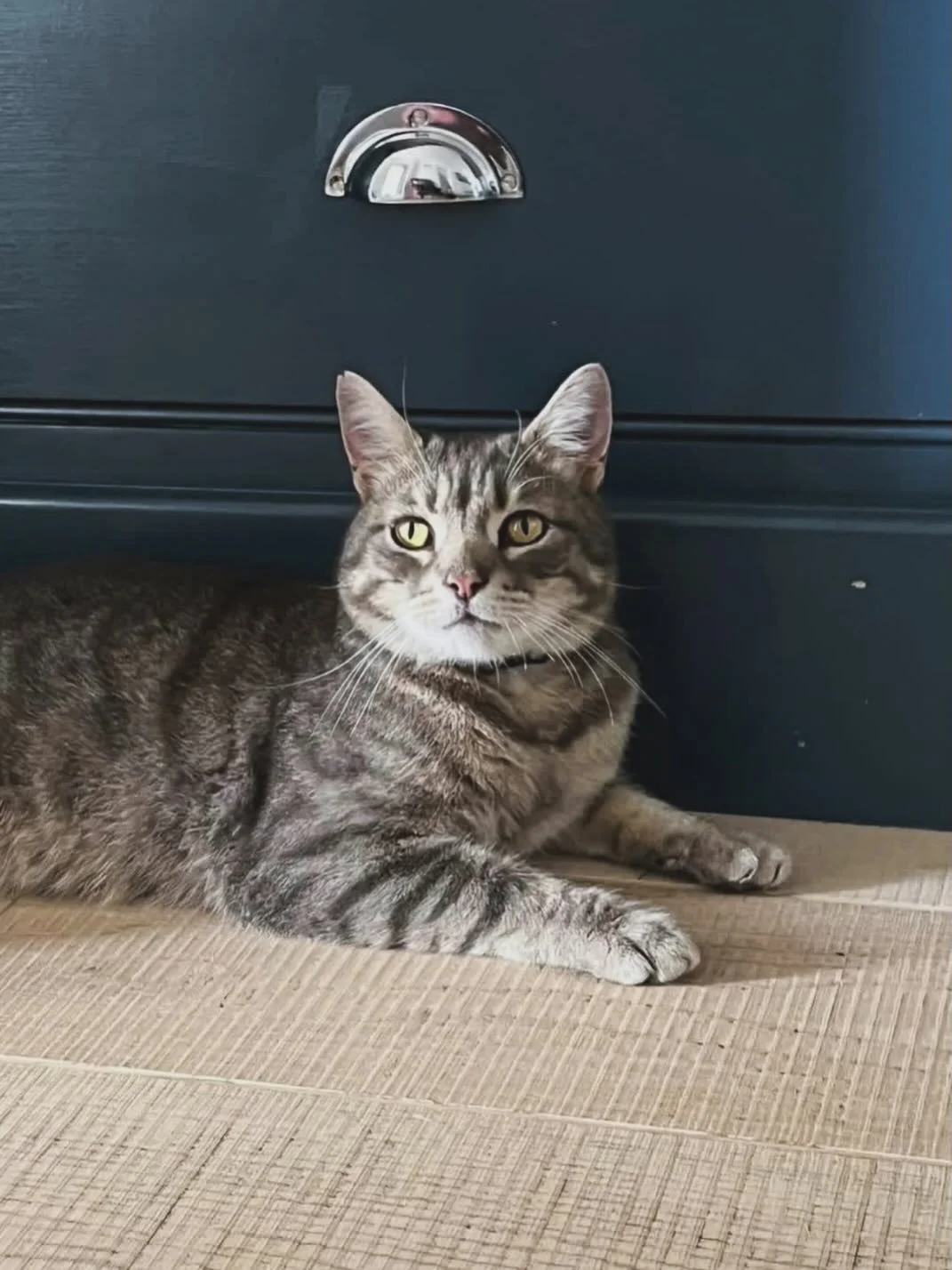 This is &lsquo;Tiger&rsquo;. We ask all guests to drive around him please! He will not move for you!