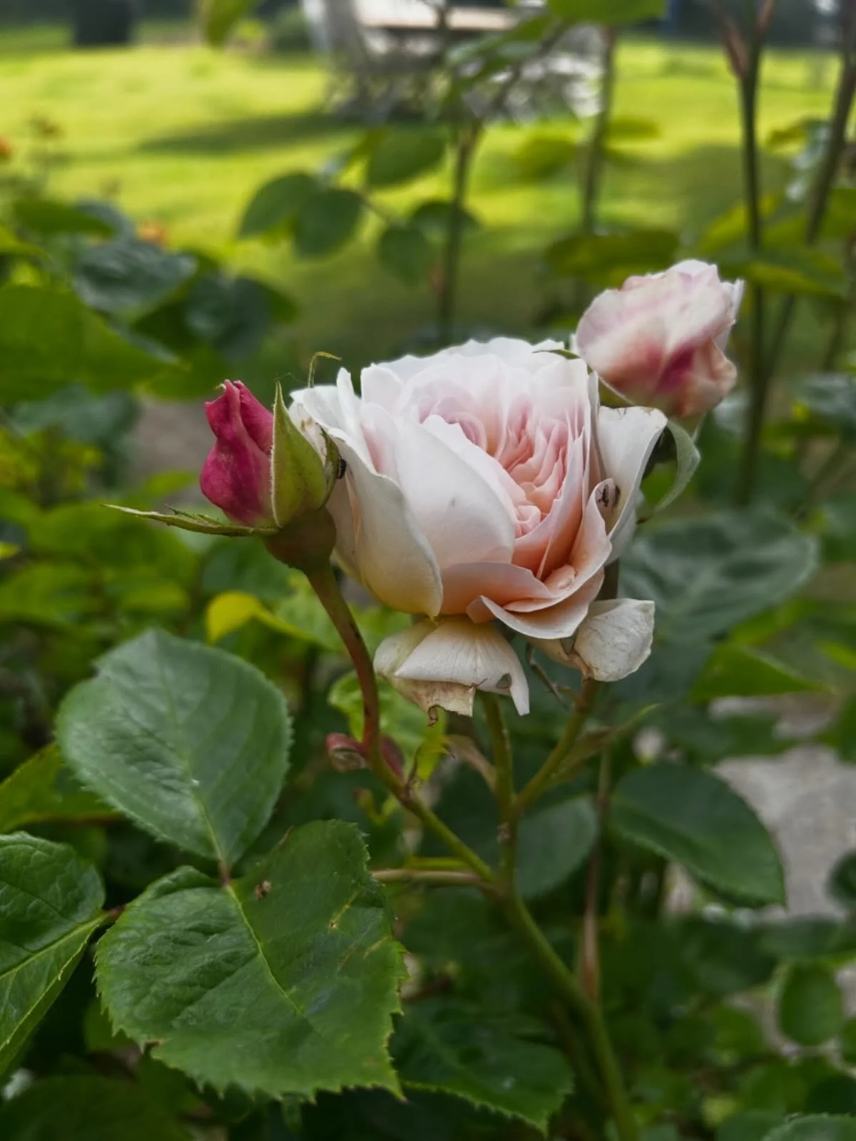Good morning &amp; happy Monday. The roses are ready for a busy week ahead for us! stay@theroomsatlowerfarm.co.uk