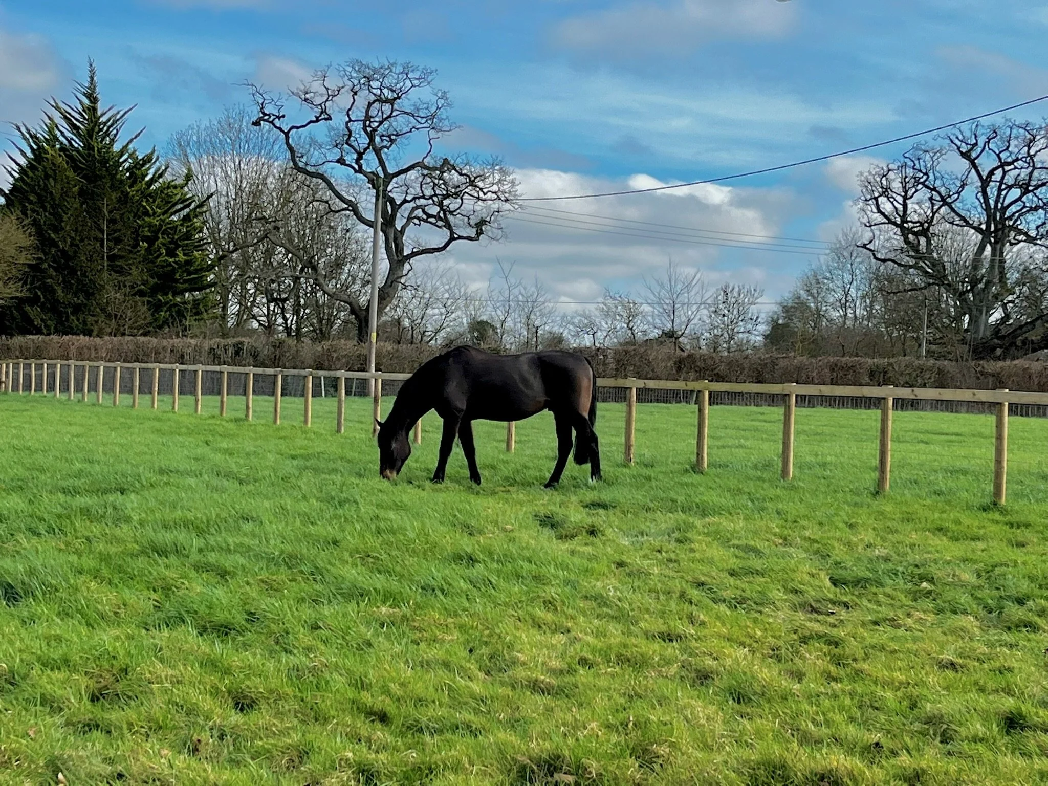 A black horse grazing in a green fenced pasture. In the background, there are leafless trees, a cloudy sky, and power lines.