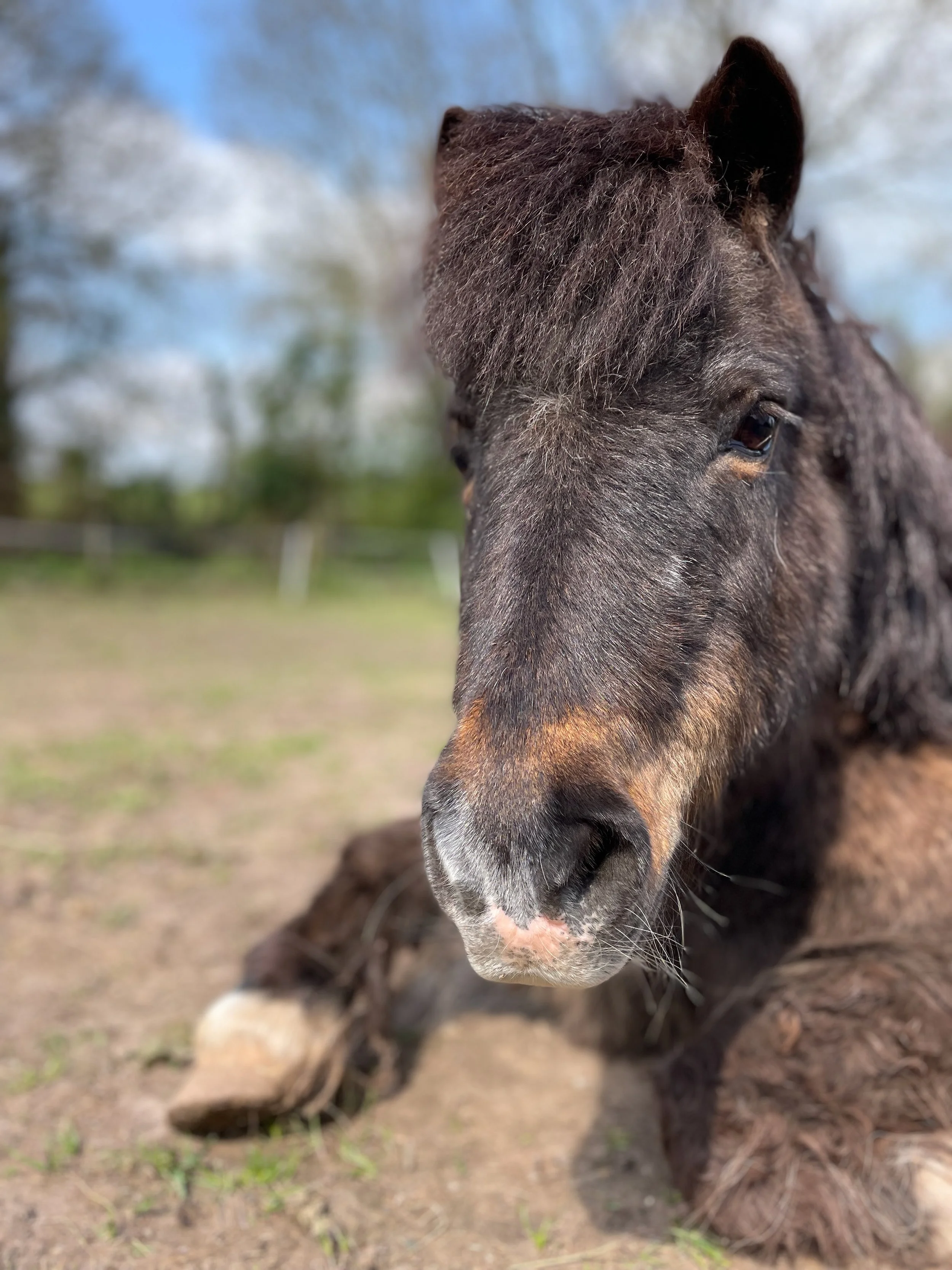 Close-up of a brown horse's face, focusing on its eye and snout, with a blurred outdoor background of trees and sky.