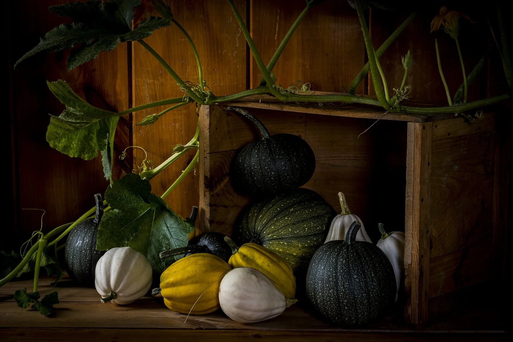 Various gourds and squashes, including white, yellow, and green pumpkins, arranged on a wooden surface next to a wooden box and a plant with green leaves and tendrils.