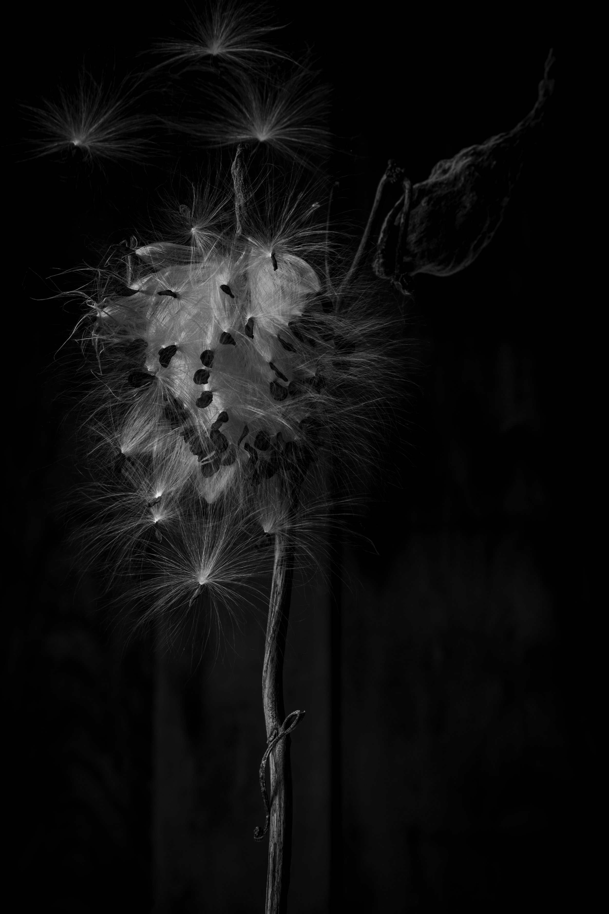A black and white photo of a dandelion with seeds being blown away.