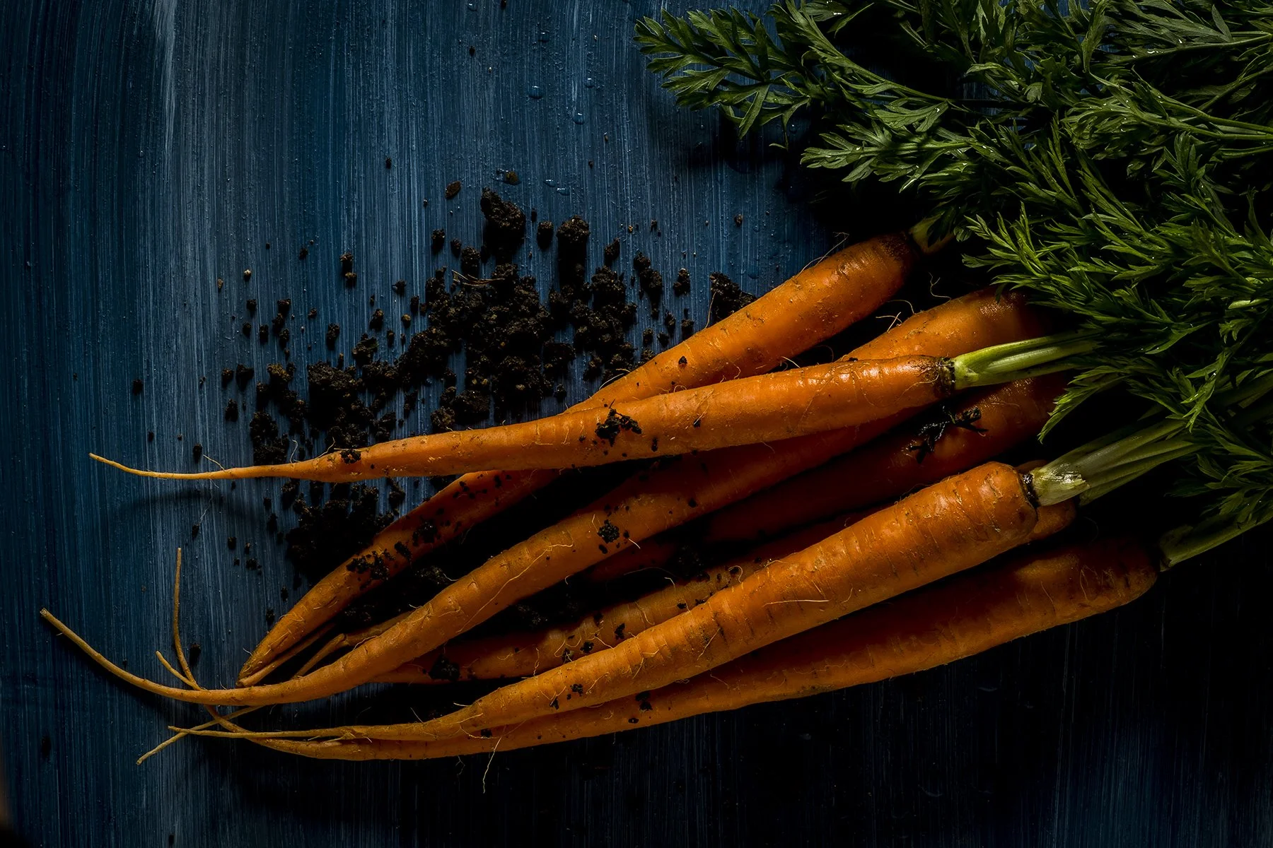 Fresh orange carrots with green tops lying on a dark wooden surface with some soil on their surface.